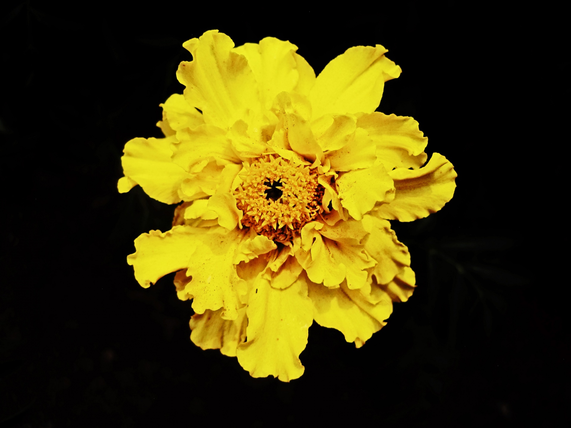 Fresh Yellow Marigold Free Stock Photo - Public Domain Pictures