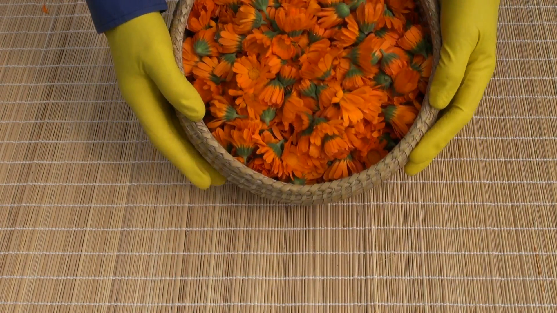 fresh healthy calendula marigold medical flowers on table Stock ...