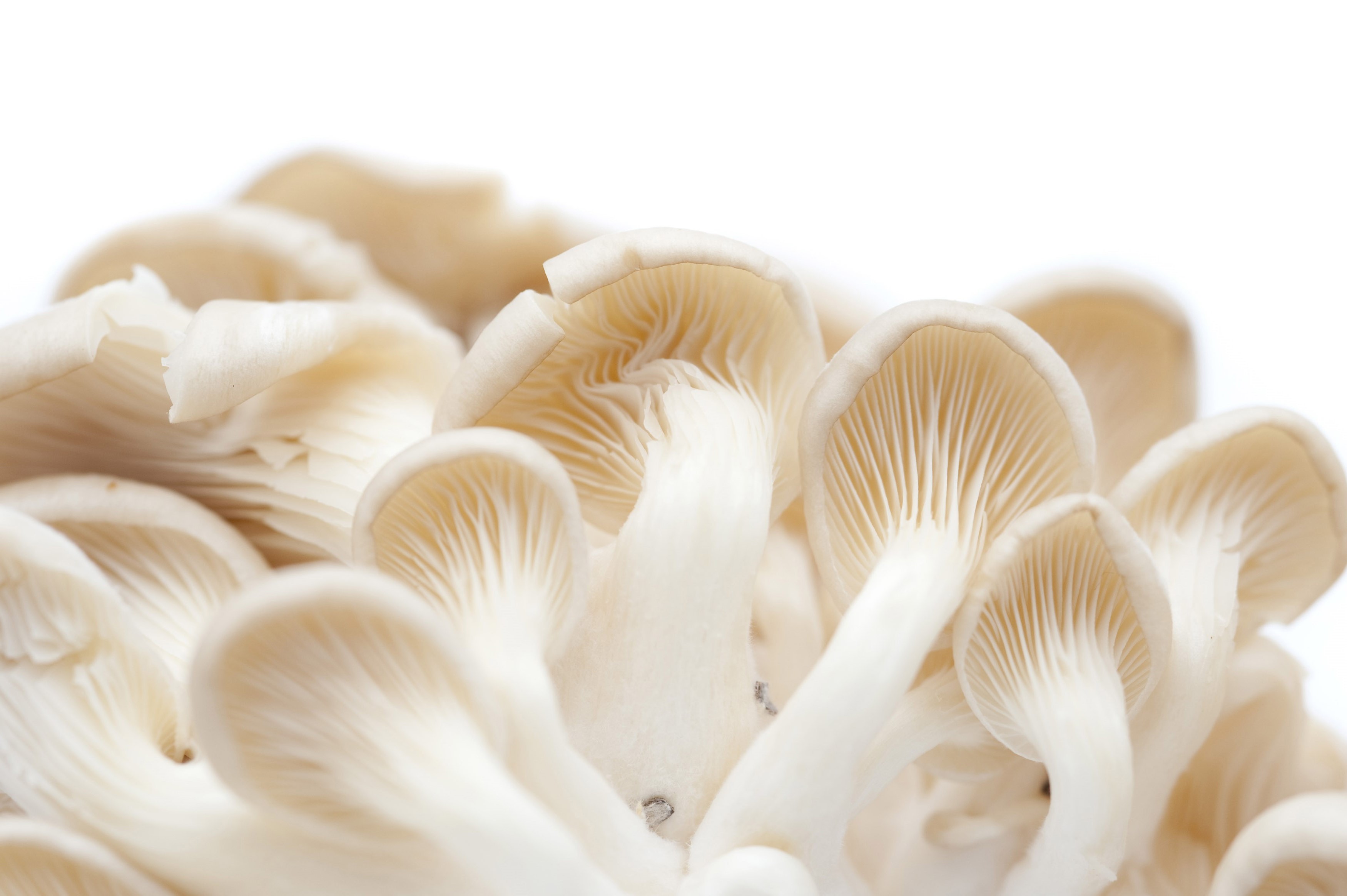 Fresh oyster mushrooms - Free Stock Image