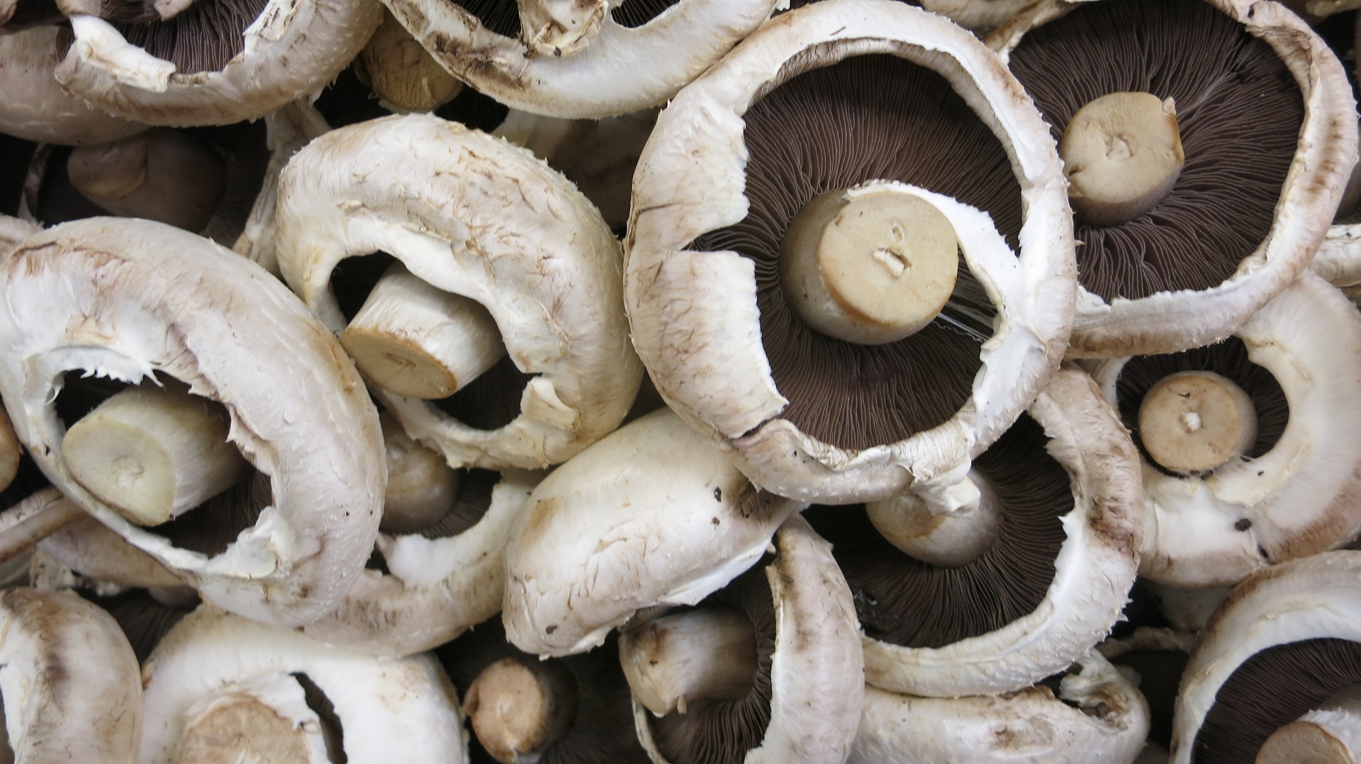 Fresh mushrooms photo