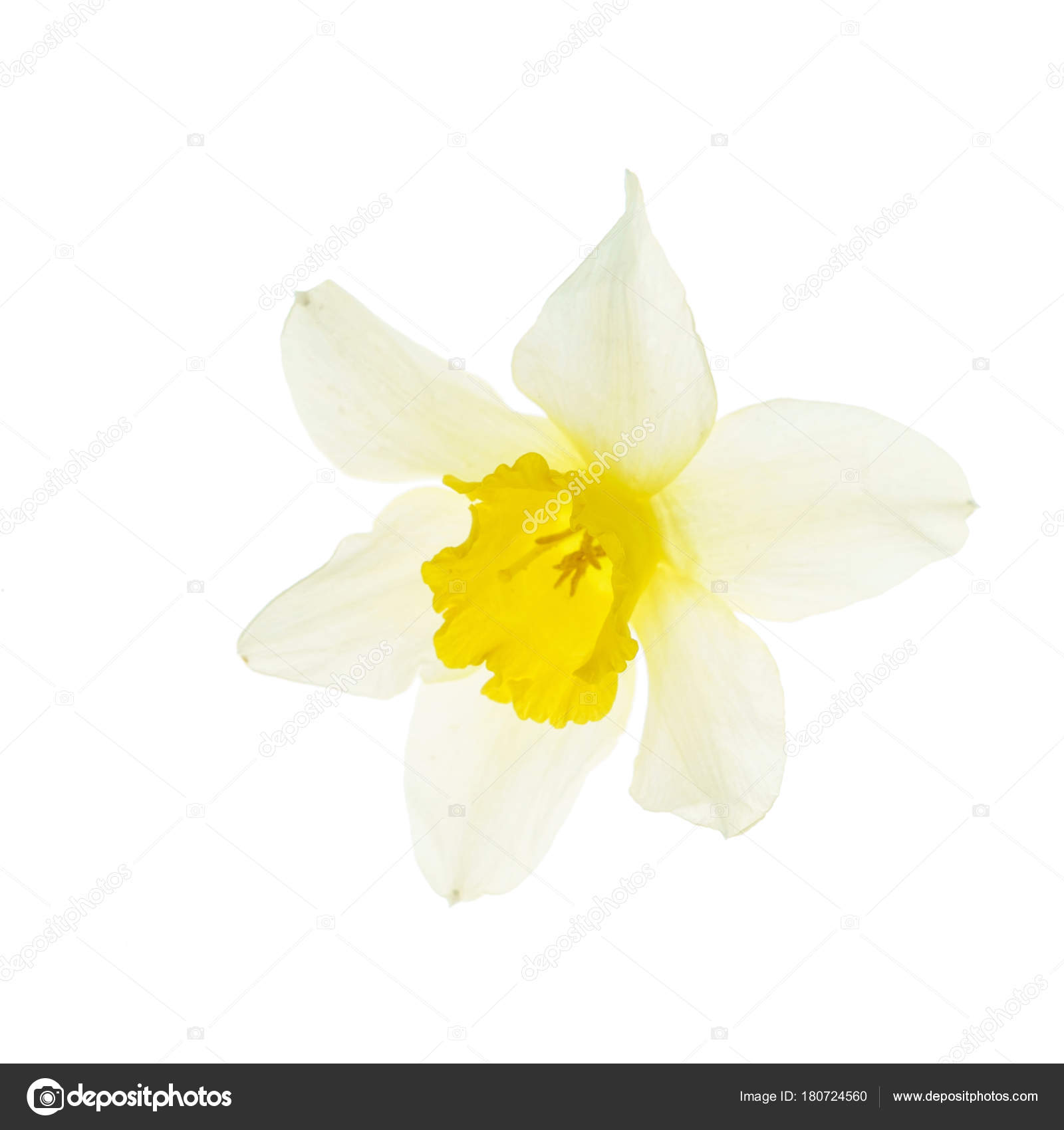 Fresh Narcissus Flower Close — Stock Photo © Shebeko #180724560