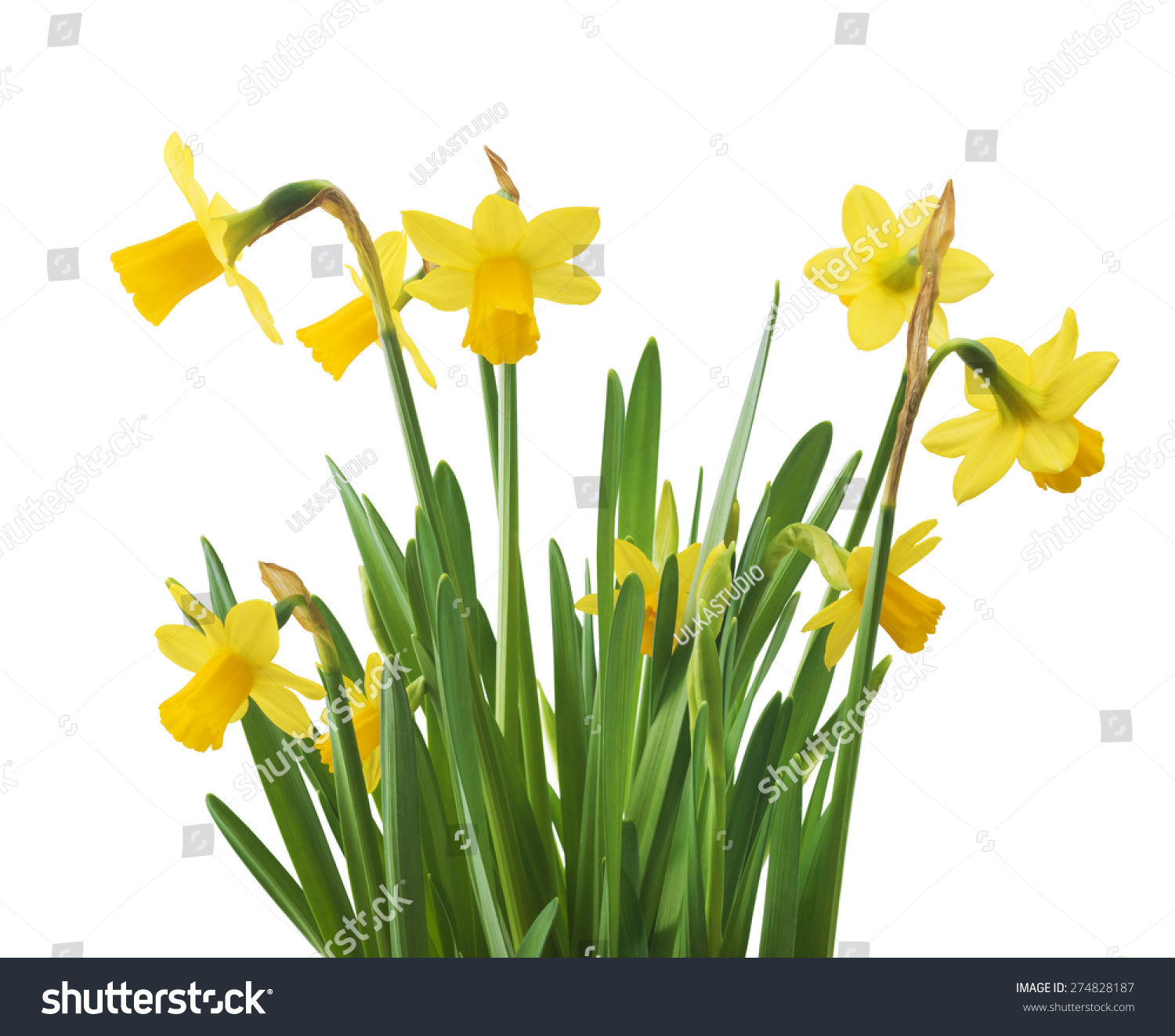 Spring Floral Border Beautiful Fresh Narcissus Stock Photo (Royalty ...