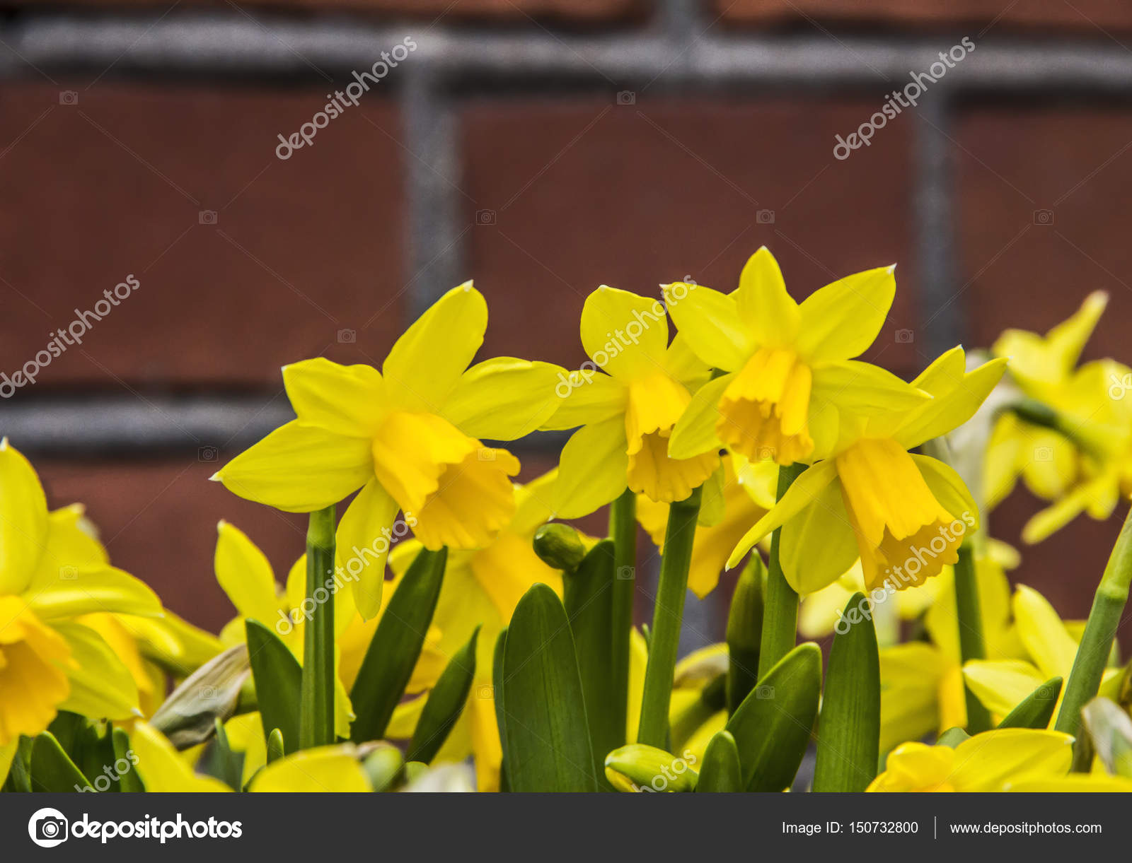 Fresh spring narcissus flowers in green grass as street decoration ...