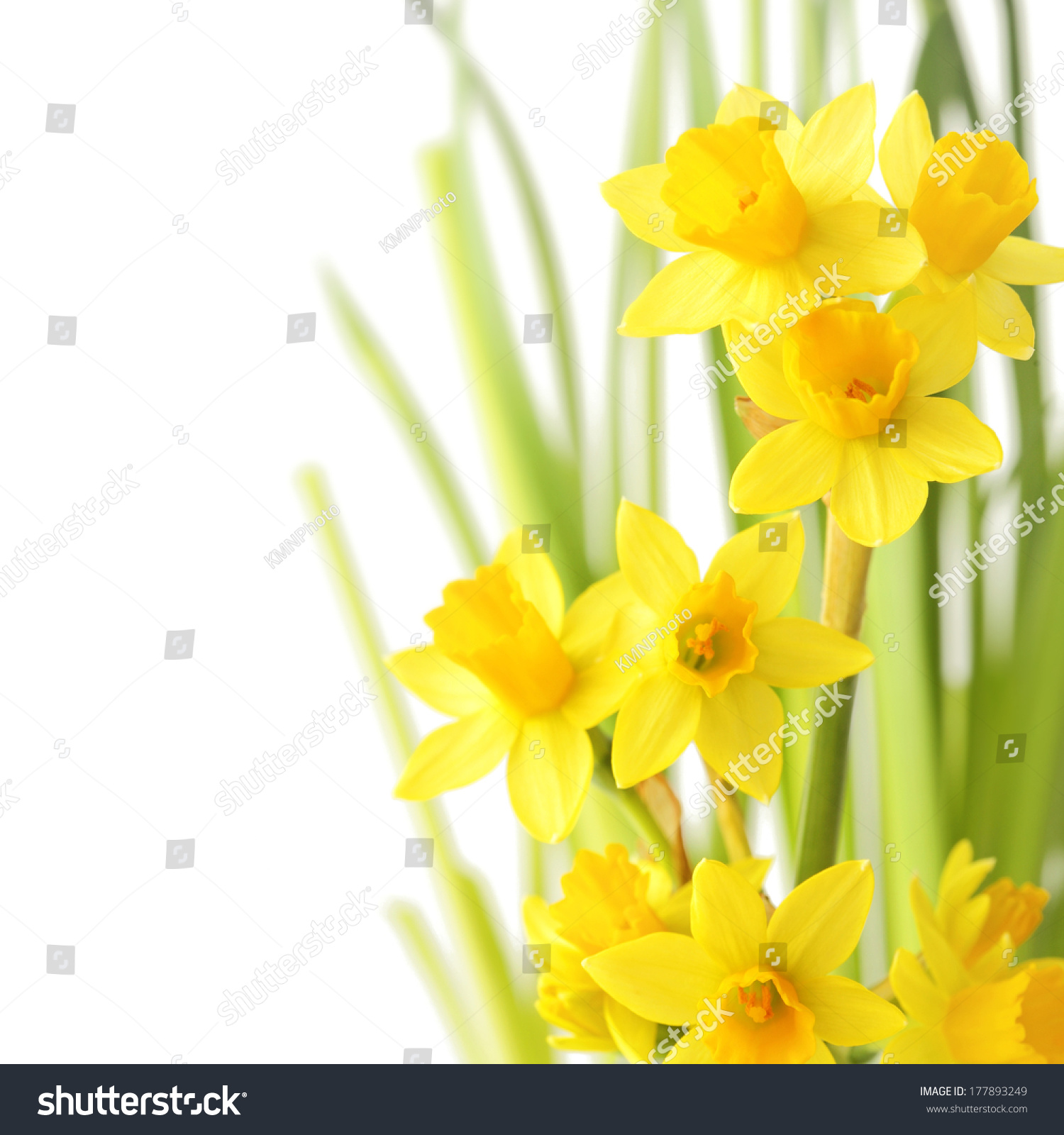 Spring Floral Border Beautiful Fresh Narcissus Stock Photo (Royalty ...