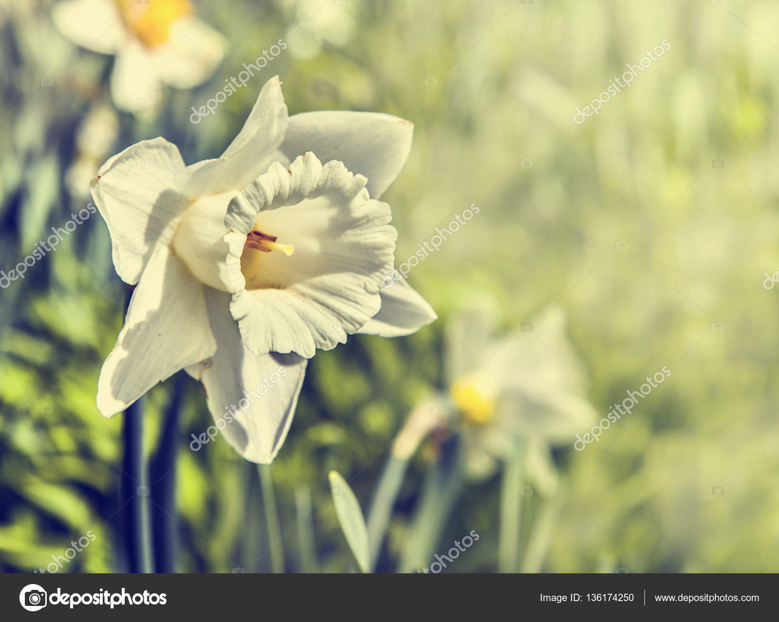 Fresh narcissus flowers — Stock Photo © artnature #136174250
