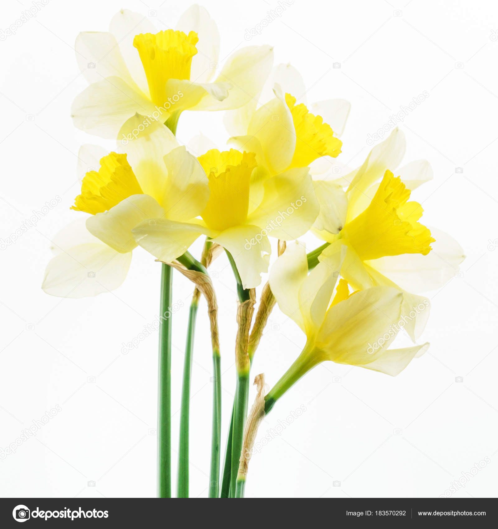 Fresh Bright Narcissus Flowers Close — Stock Photo © Shebeko #183570292