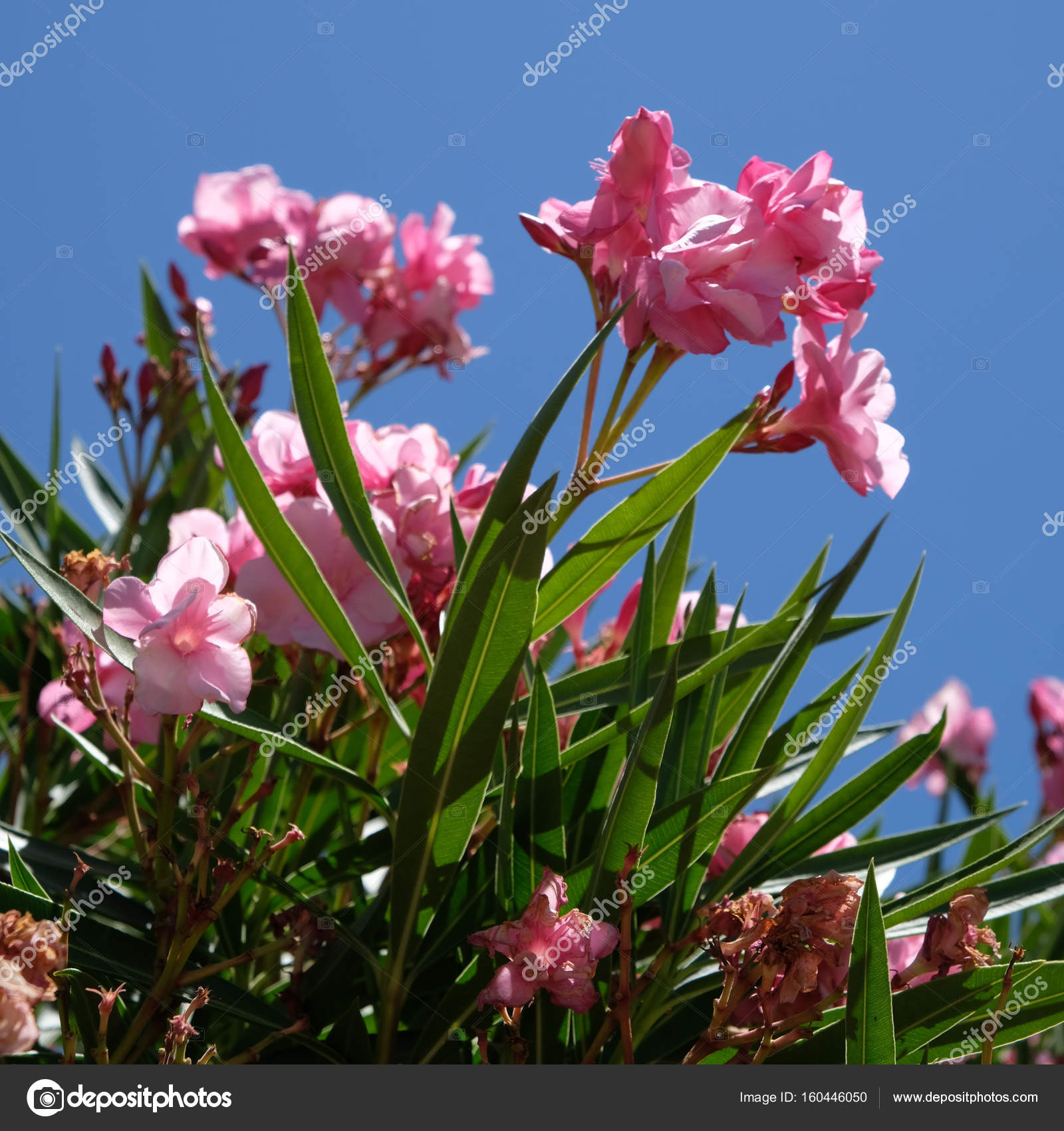 Nerium Oleander Double Pink Cultivar — Stock Photo © phil_bird ...