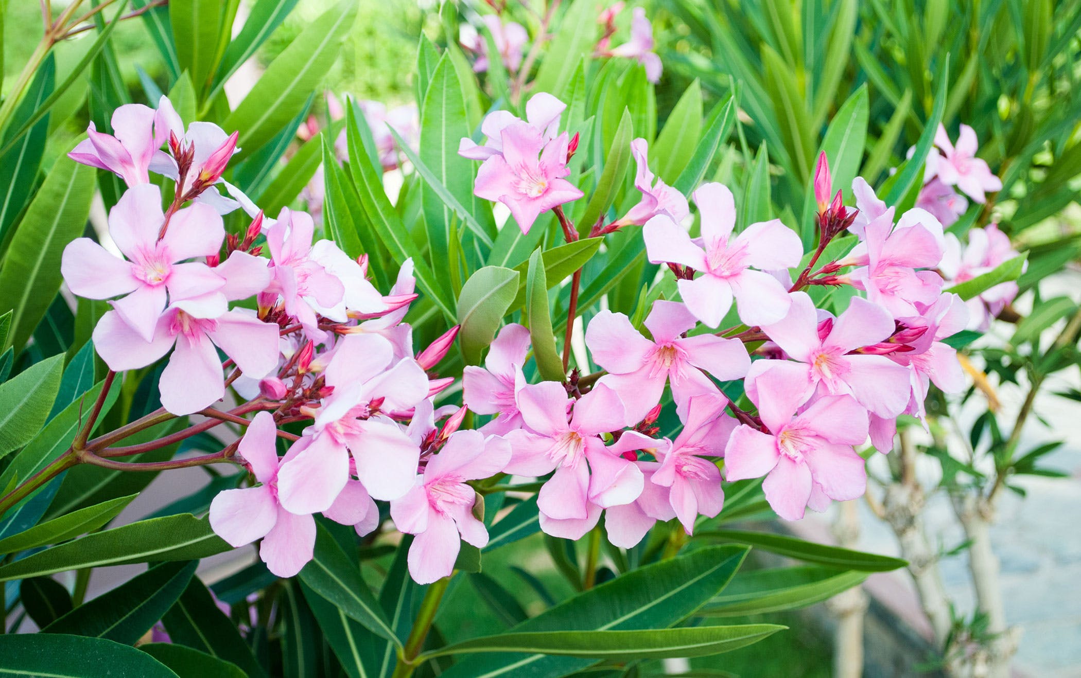 Oleander Poisoning in Dogs - Symptoms, Causes, Diagnosis, Treatment ...