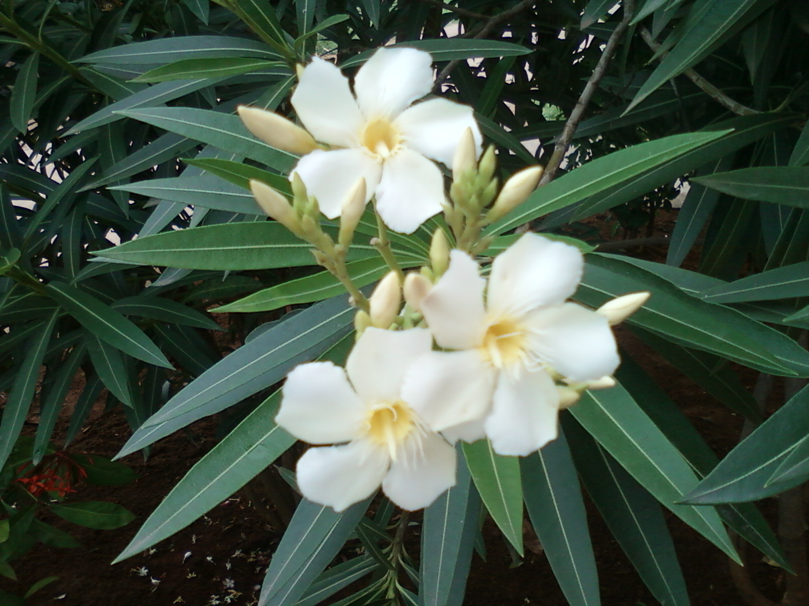 File:Nerium oleander white flowers at Guntur (2).jpg - Wikimedia Commons
