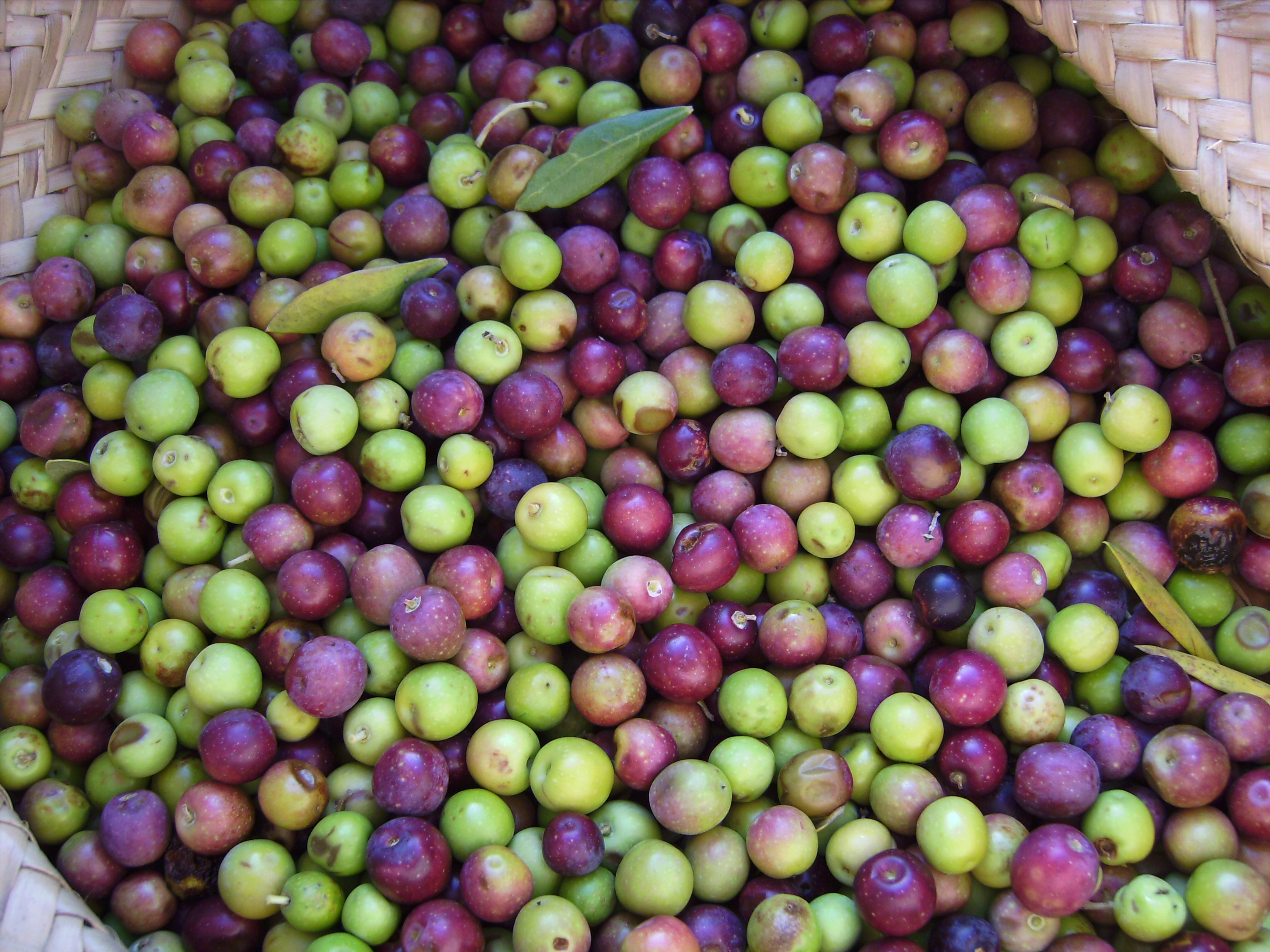 Fresh olives photo