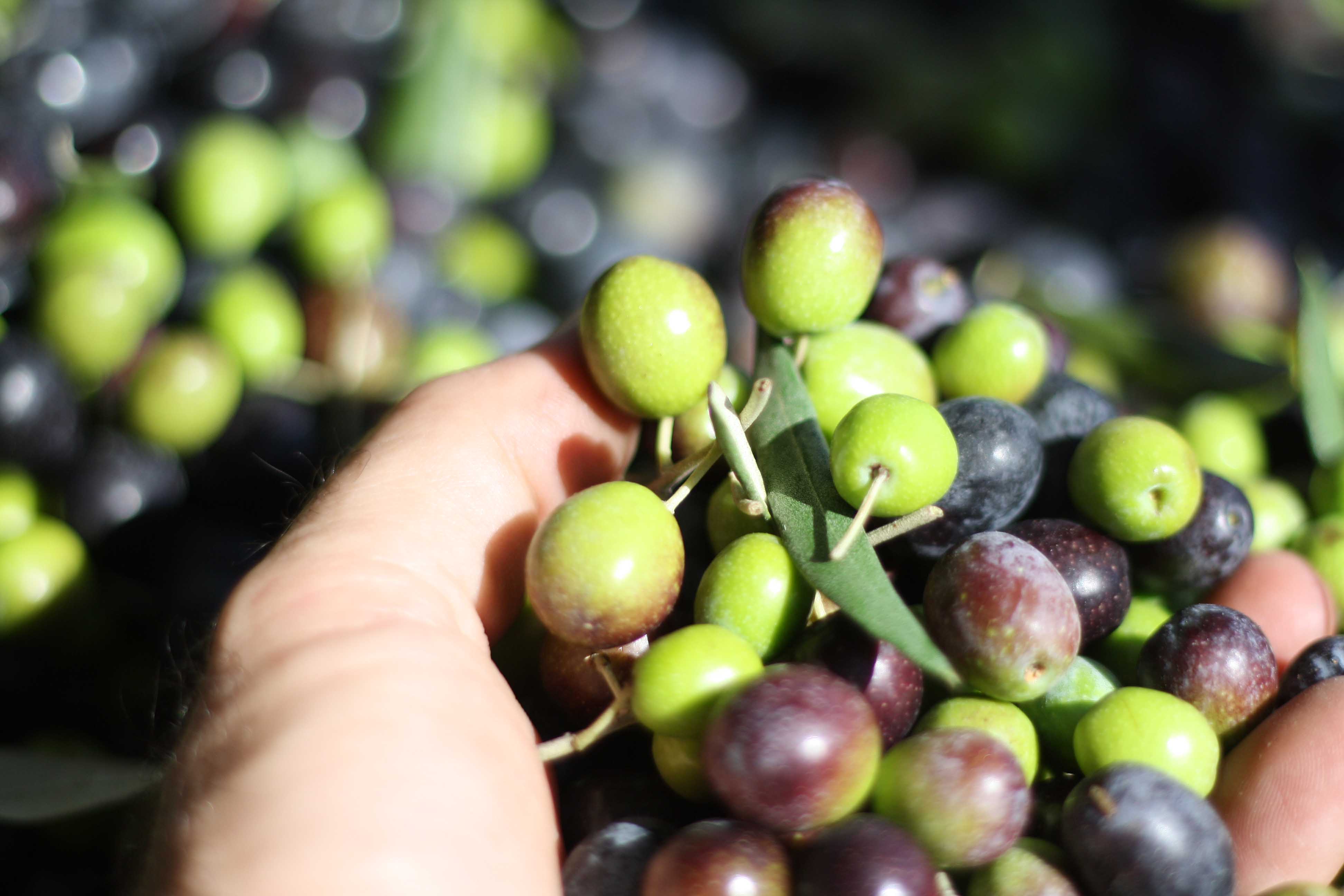 fresh-olives |