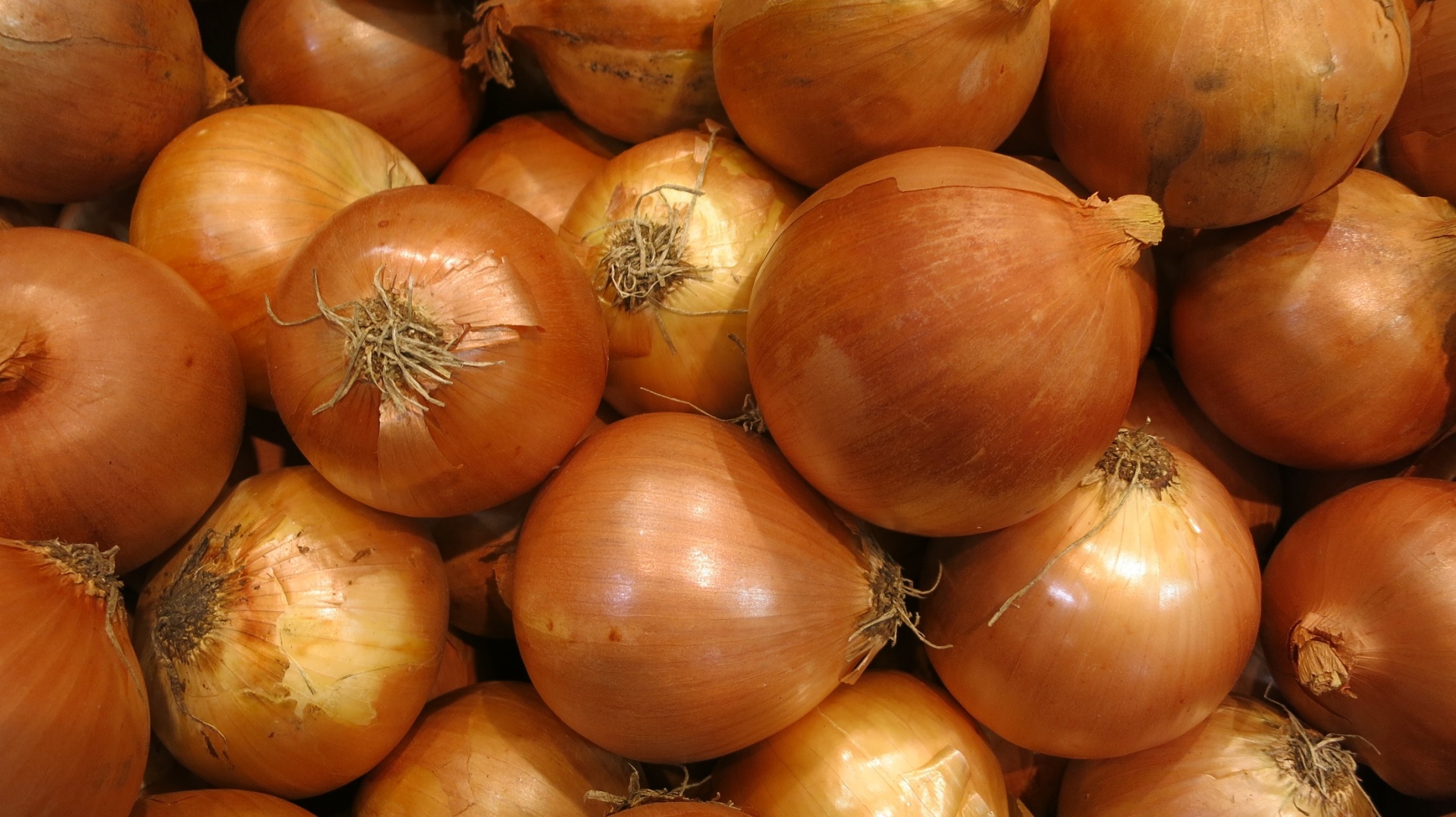 Fresh Onions Free Stock Photo - Public Domain Pictures