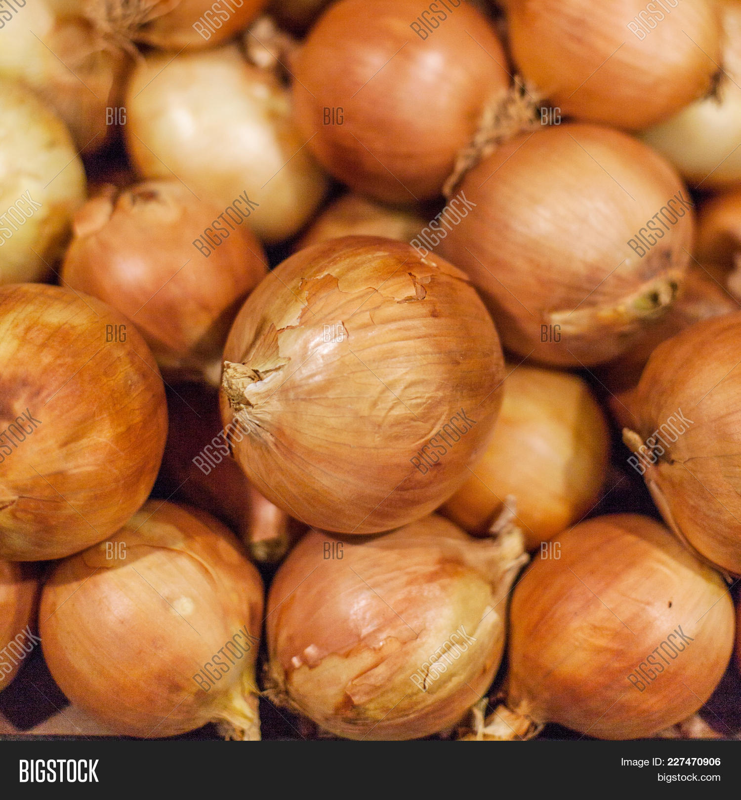 Fresh Onions. Colorful Display Image & Photo | Bigstock