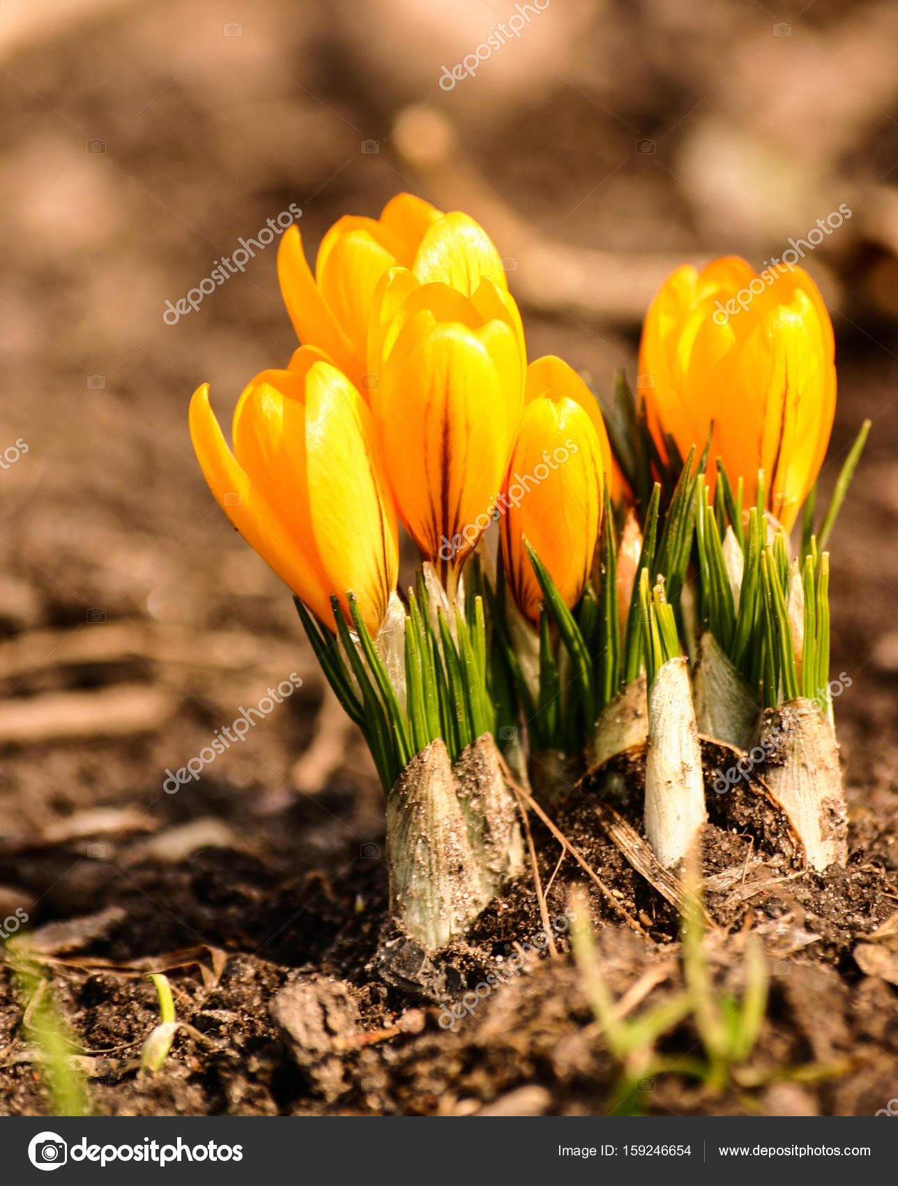 Beautiful orange crocus flowers on a natural background in spring ...