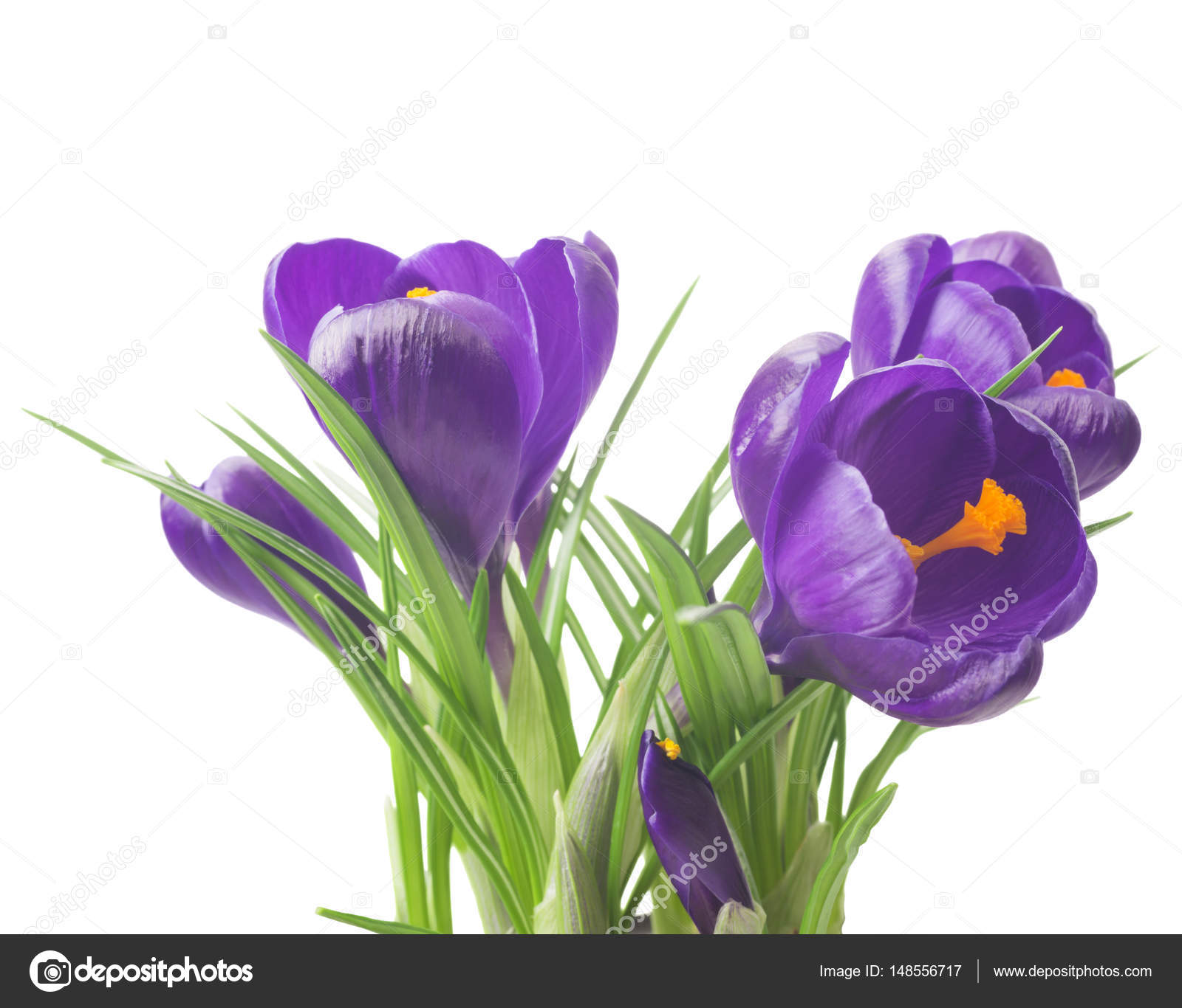 close up of beautiful crocus on white background - fresh spring ...