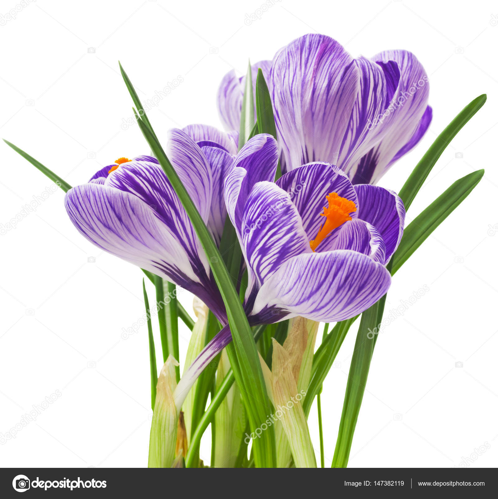 beautiful crocus on white background - fresh spring flowers. Violet ...