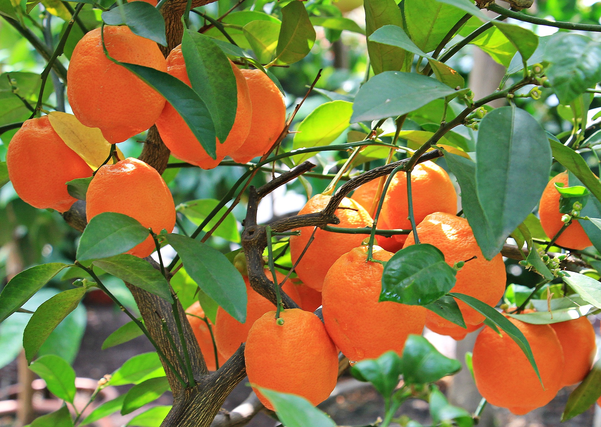 Fresh oranges photo