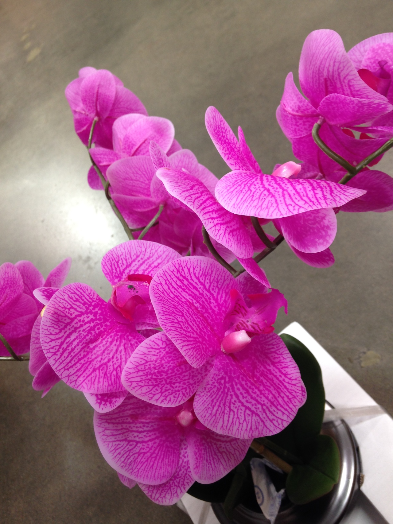 Foap.com: Fresh orchids | fungroup, beautiful, bloom, blossom stock ...