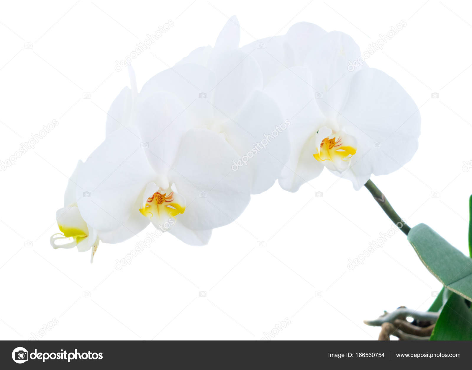 White fresh orchids — Stock Photo © Neirfys #166560754