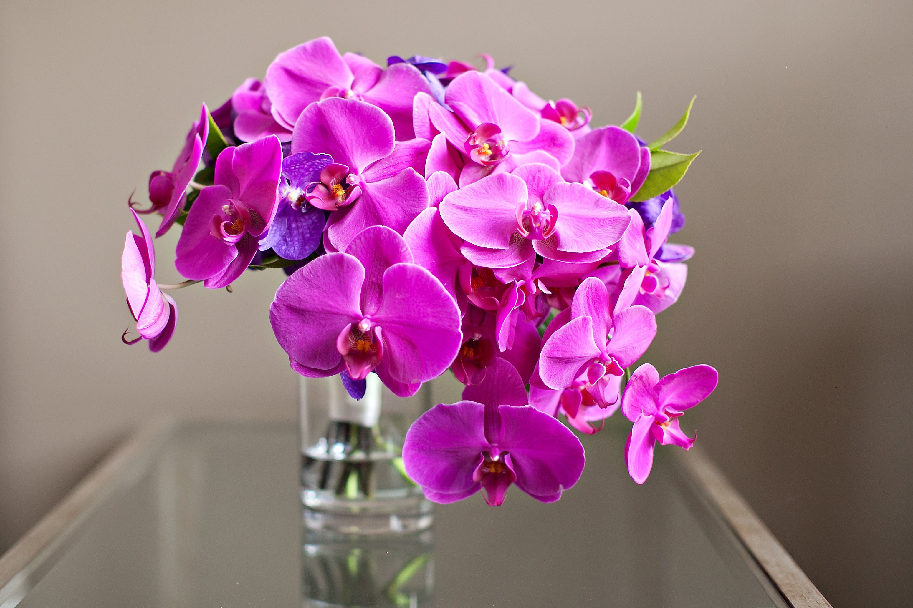 Flower: Bouquet Beauty Bright Orchids Elegant Fuchsia Fresh Desktop ...
