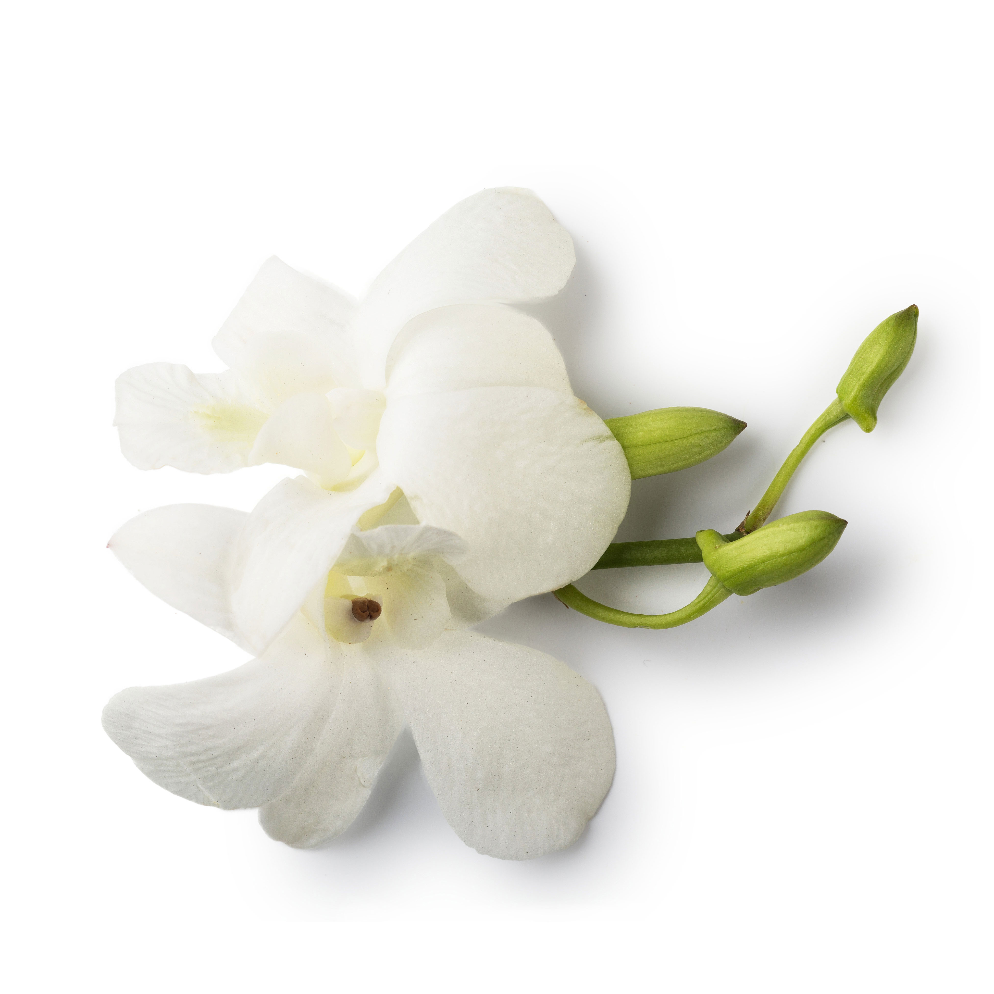 Dove Orchid Infusion | Lush Fresh Handmade Cosmetics US