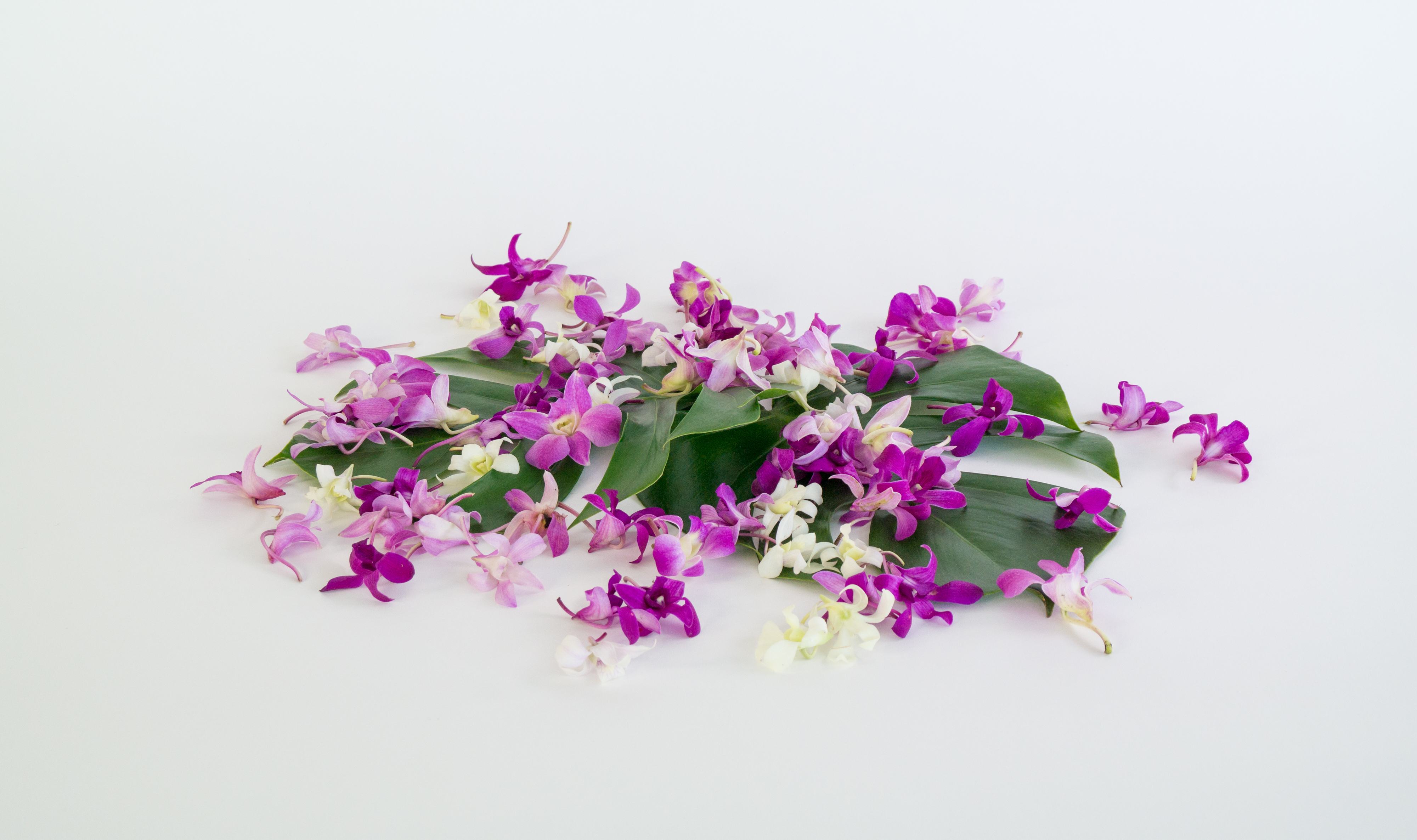 Pretty Jade Loose Orchid Blooms Opulent Fresh Hawaiian Orchids ...