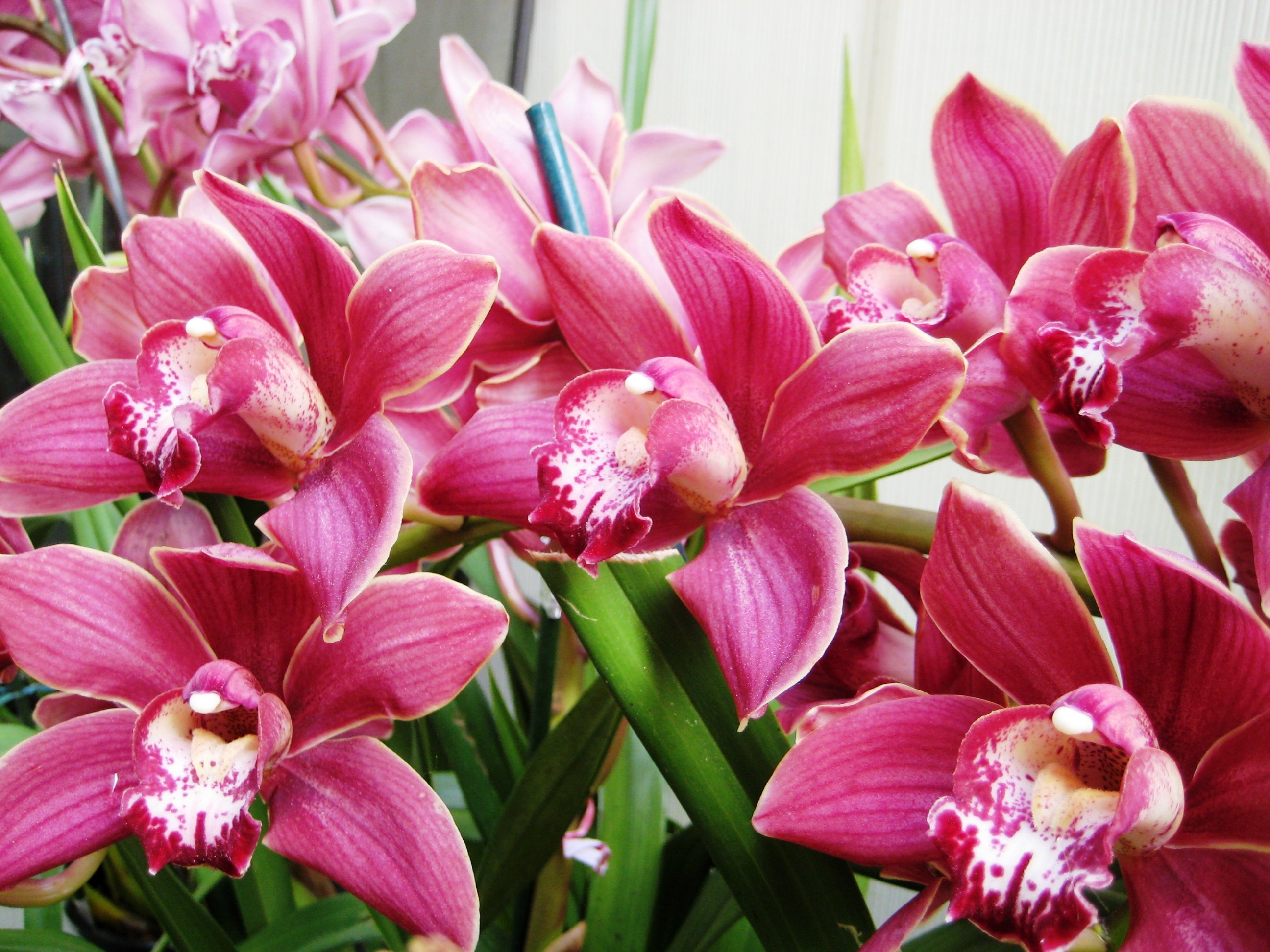 Flowers: Pink Orchids Fresh Lovely Nice Background Pictures for HD ...