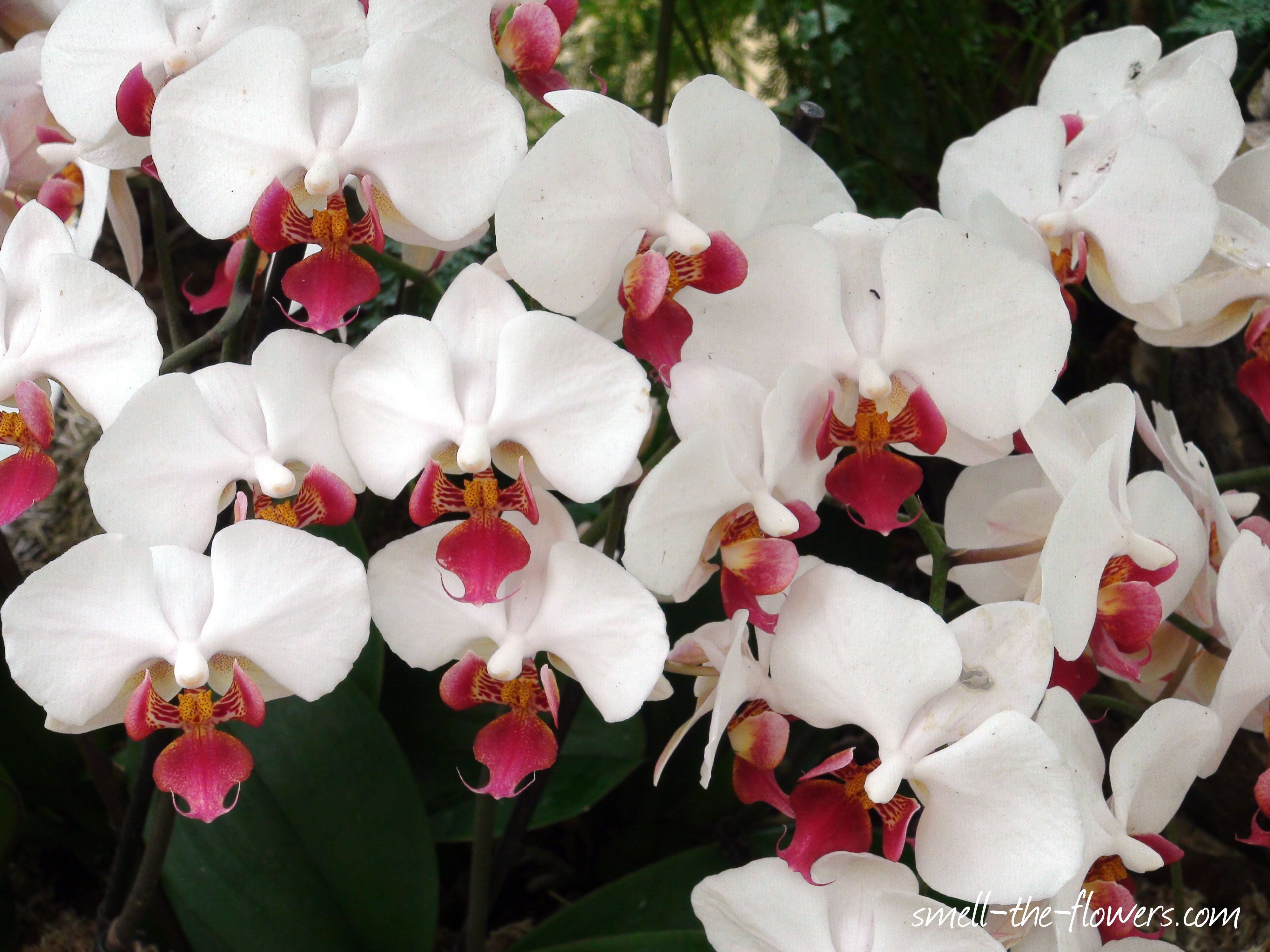 Elegant White Orchids | White orchids, Orchid and Fresh flowers