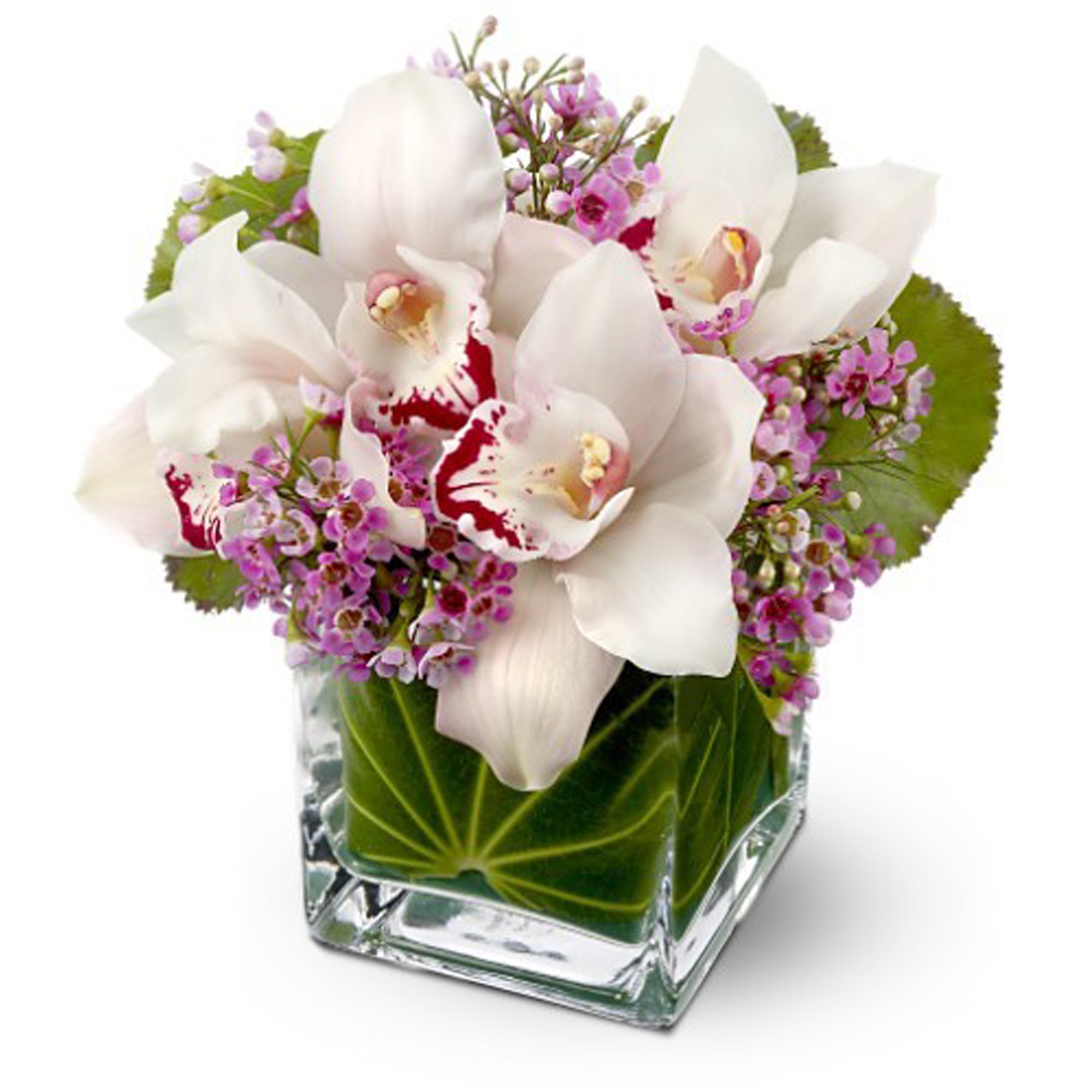 Lovely Orchids in Anaheim, CA | Visser's Florist & Greenhouses