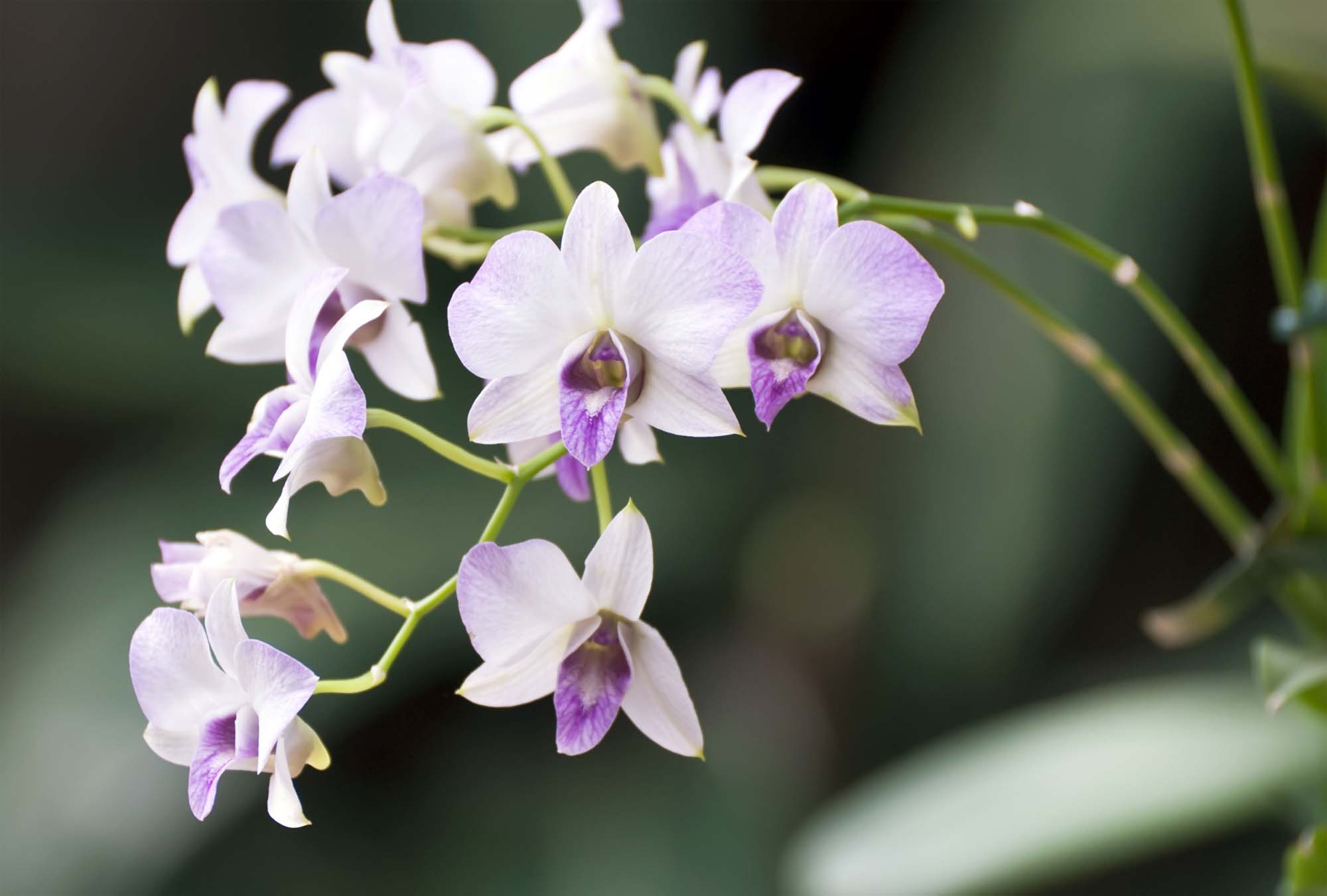 Dendrobium Orchids Fresh From Hawaii