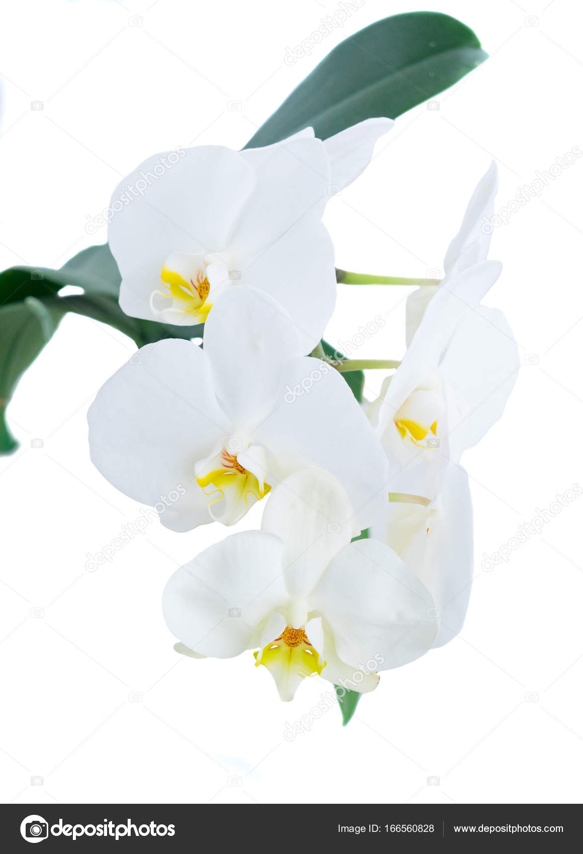 White fresh orchids — Stock Photo © Neirfys #166560828