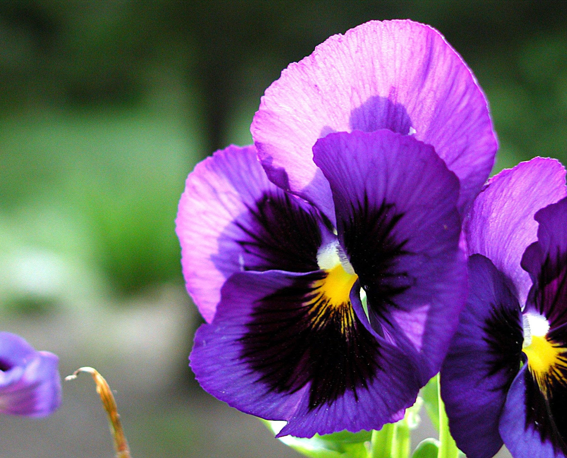 Pansy Gigante Seeds in Mix Fresh seeds 0.20gr Approx 200