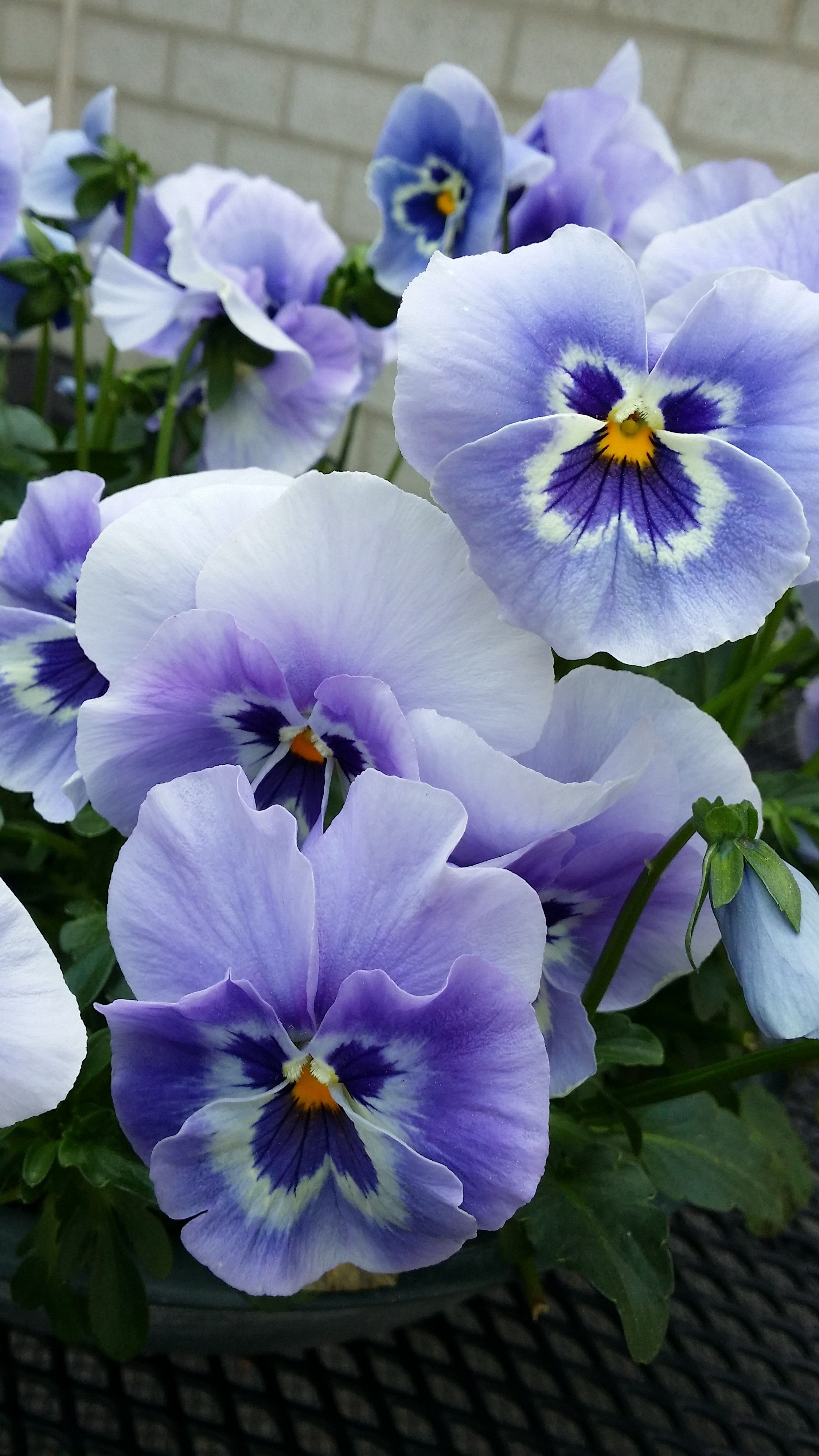 booskijkende viooltjes | beautiful flowers | Pinterest | Pansies ...