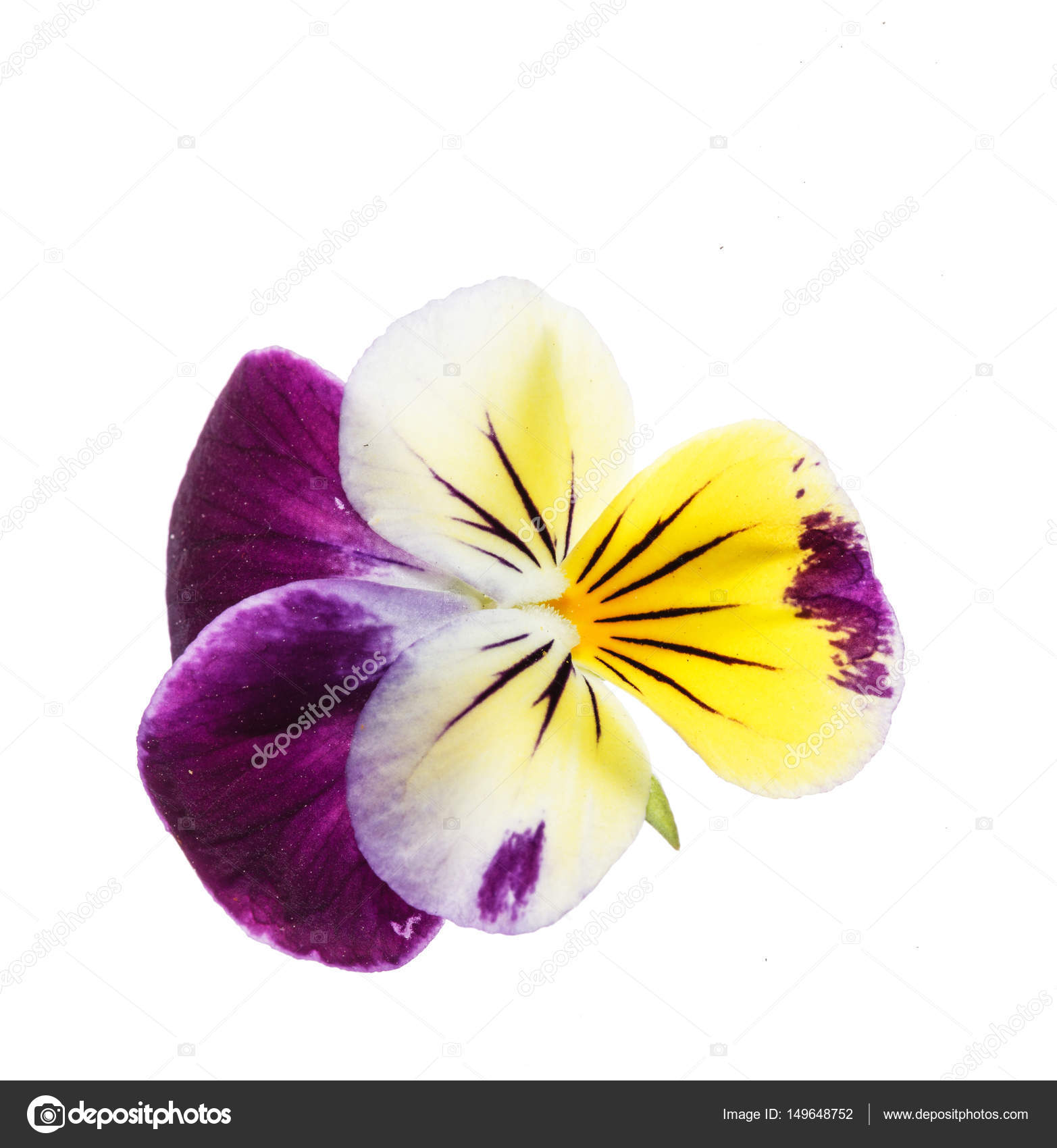 Fresh pansies flowers — Stock Photo © Shebeko #149648752