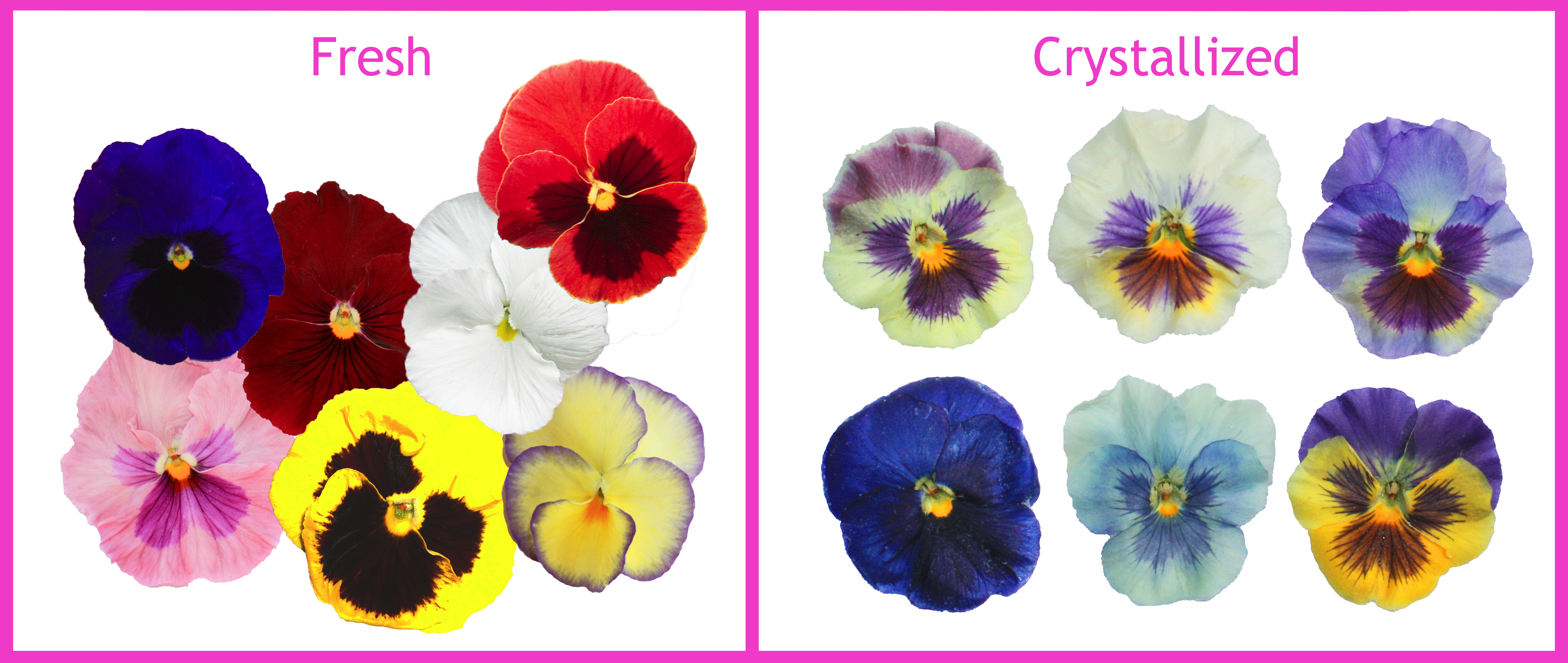 Edible Flowers to Embellish Your Valentine's Day Menu!