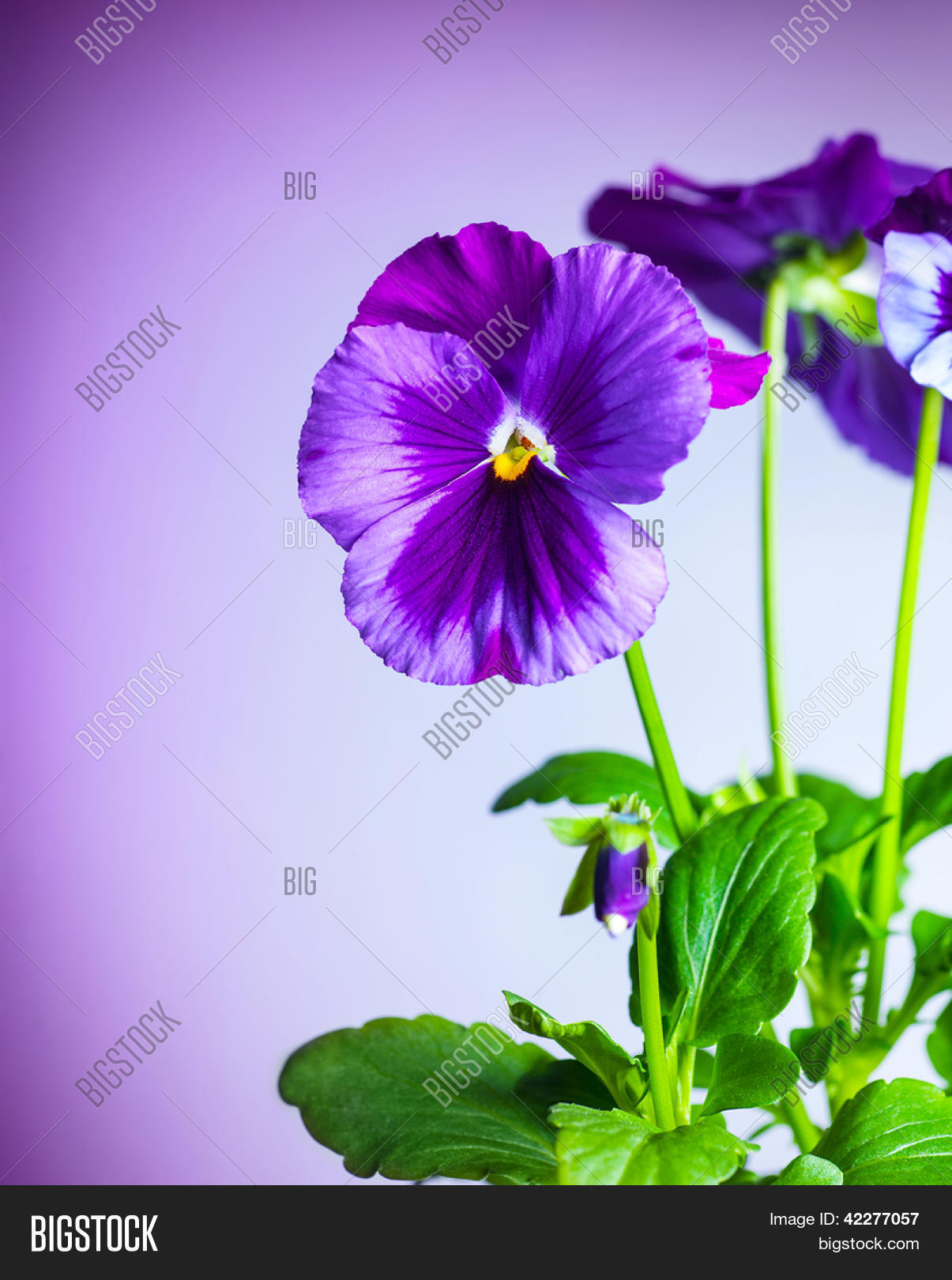 Photo Beautiful Purple Pansy Image & Photo | Bigstock