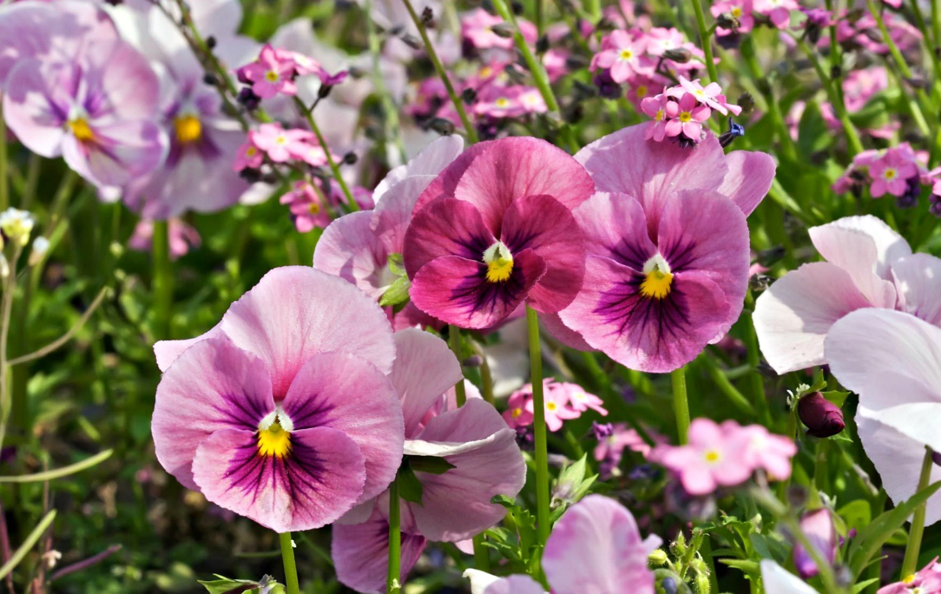 Flower: Pink Pansies Pansy White Viola Tricolor Green Flower Yellow ...