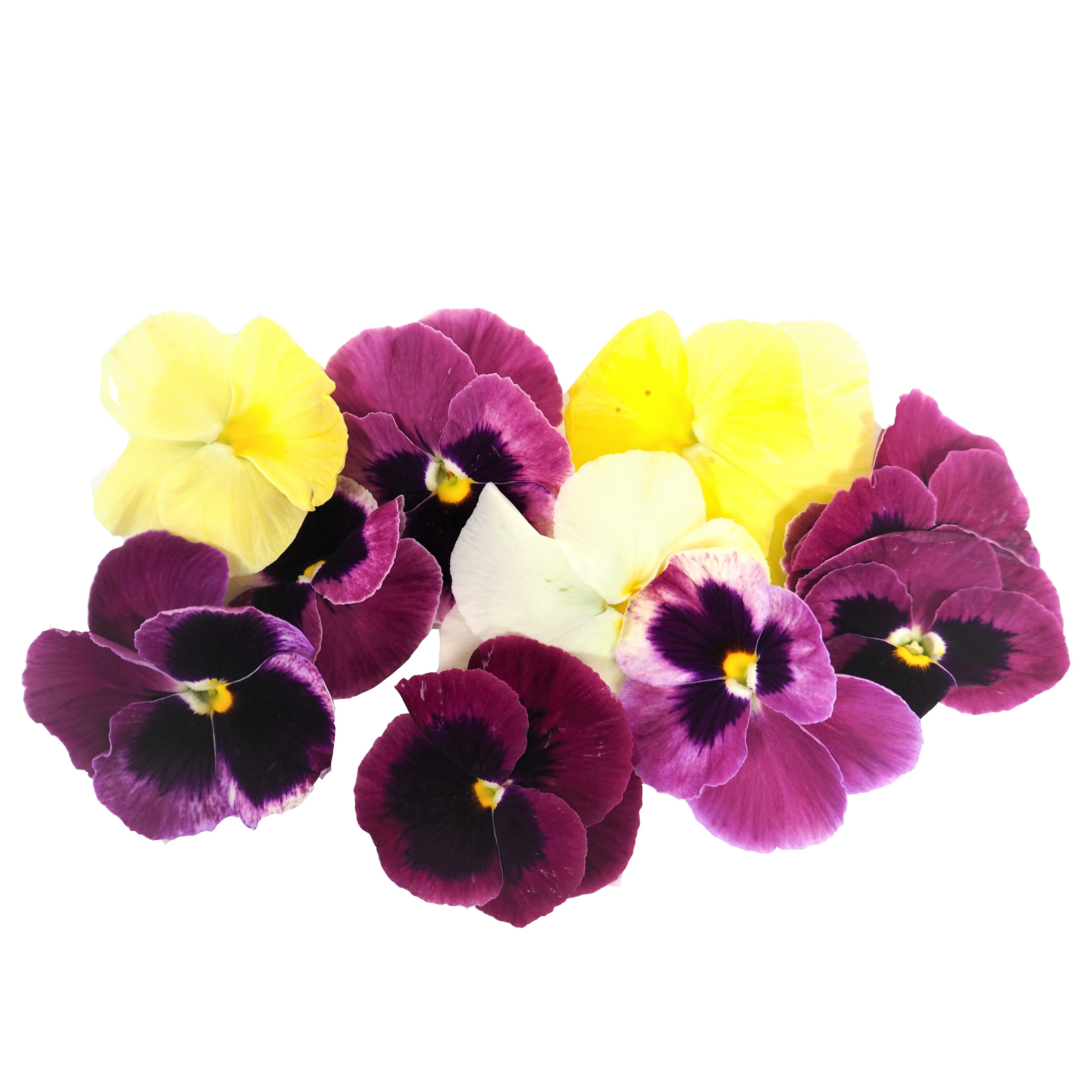 Buy Edible Pansy Flowers Online UK