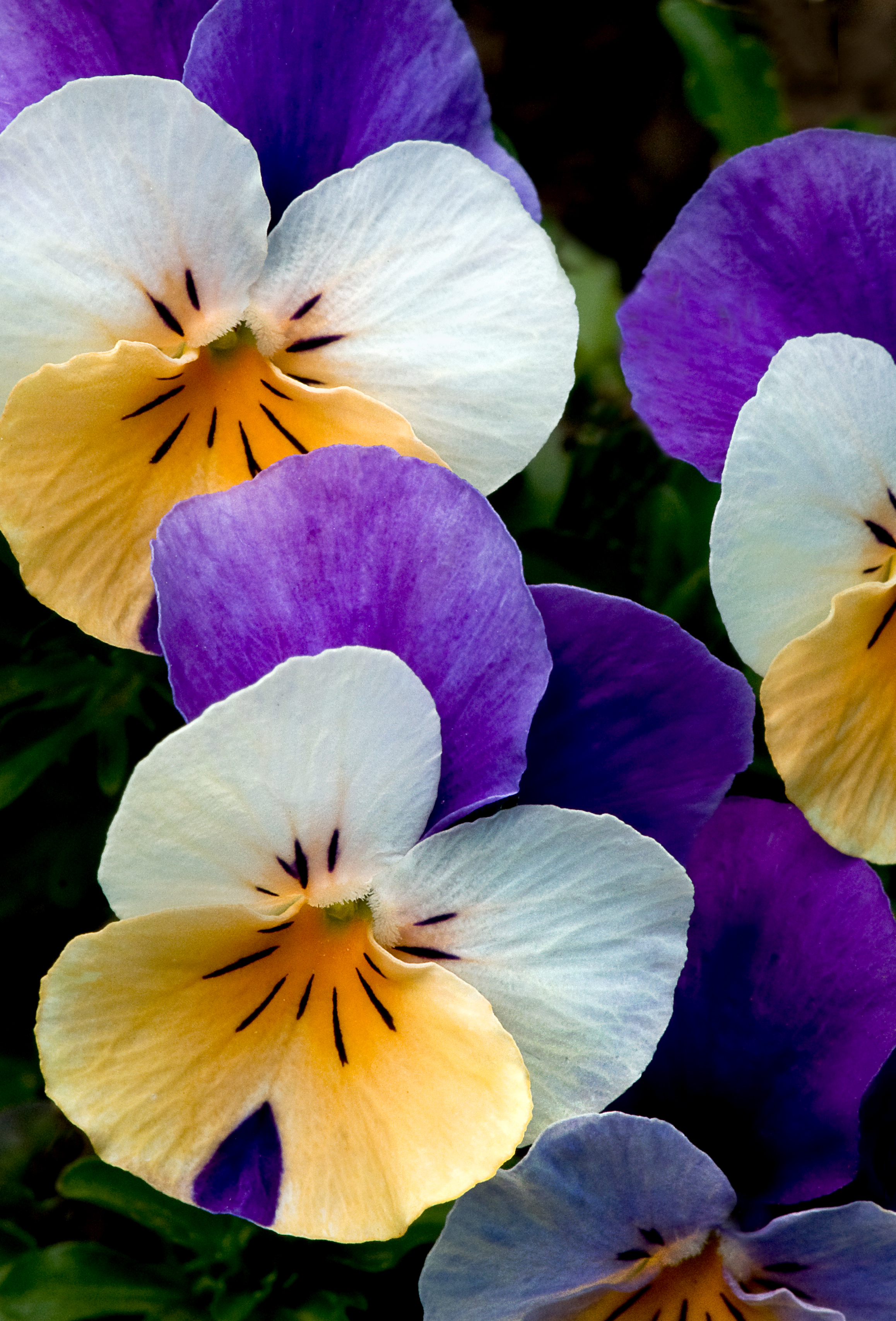 Pansies....all decked out in their LSU colors. | Flowers | Pinterest ...