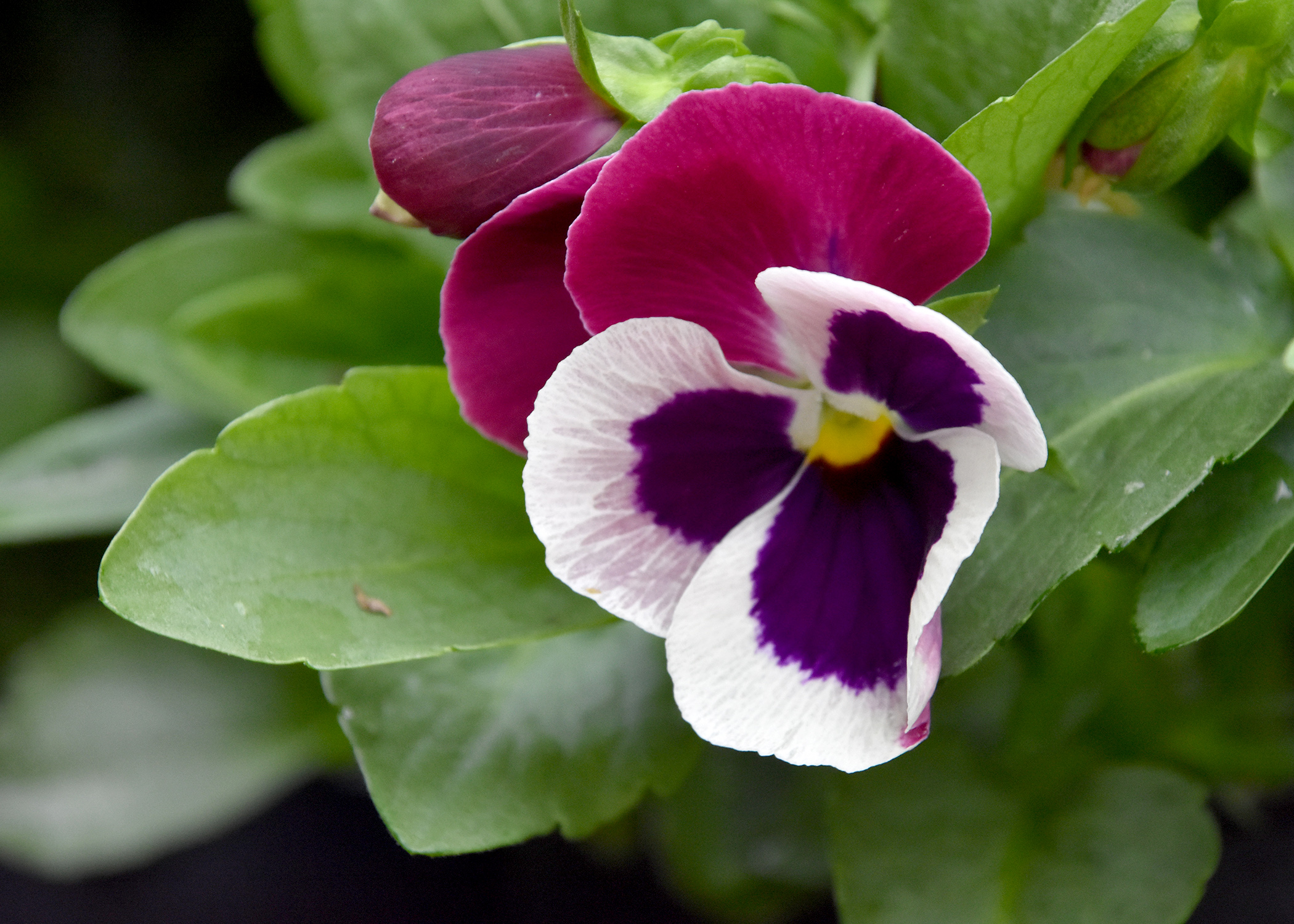 Plant Matrix pansies now for winter color | Mississippi State ...