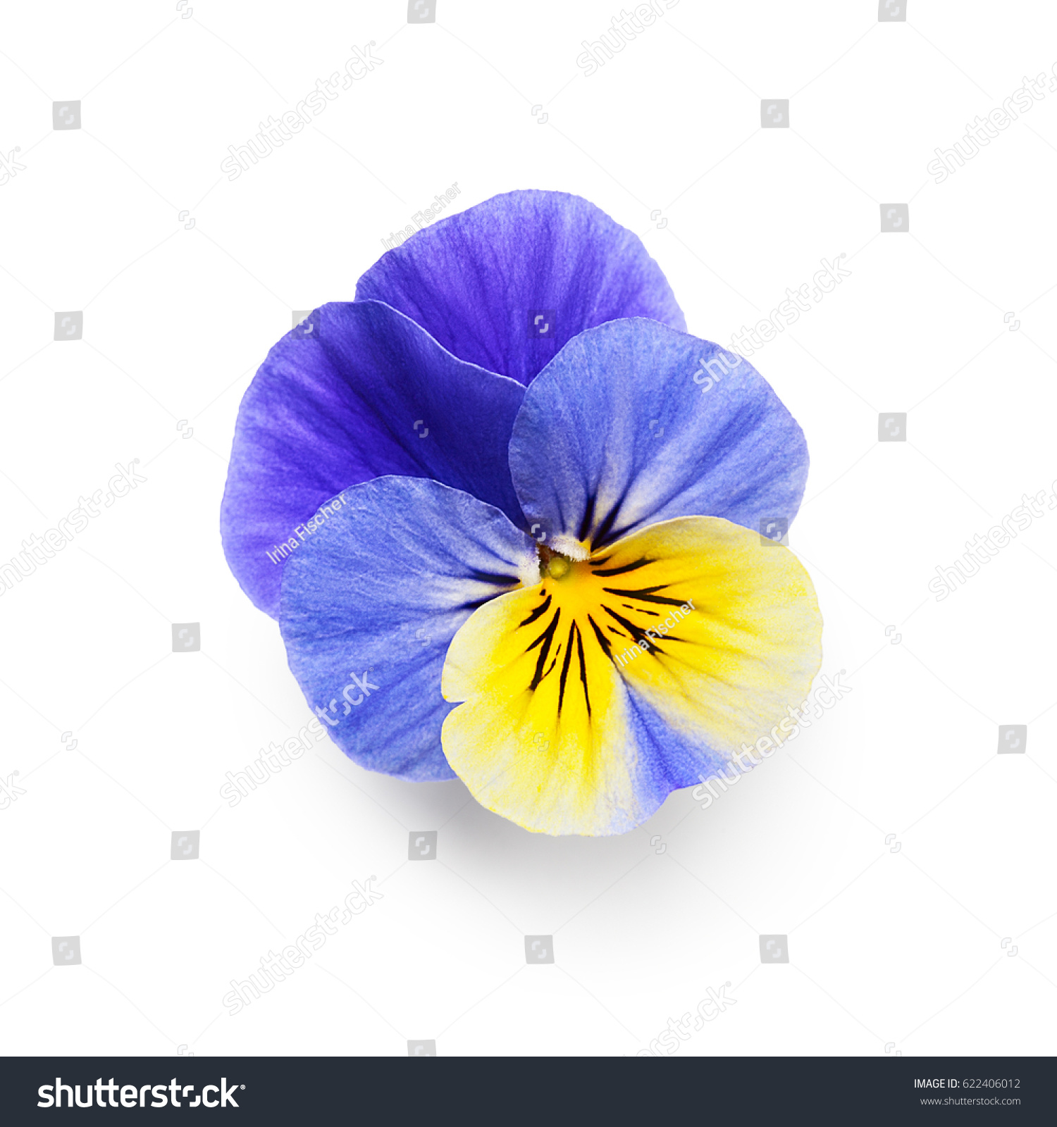 Pansy Flower Isolated On White Background Stock Photo & Image ...