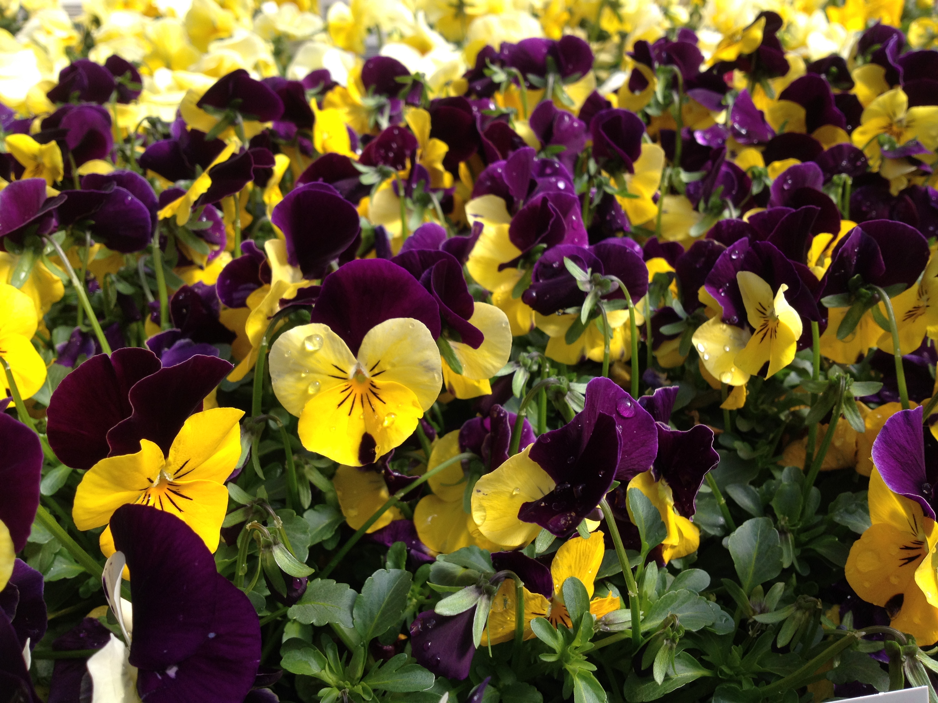 PANSIES ARE HERE!