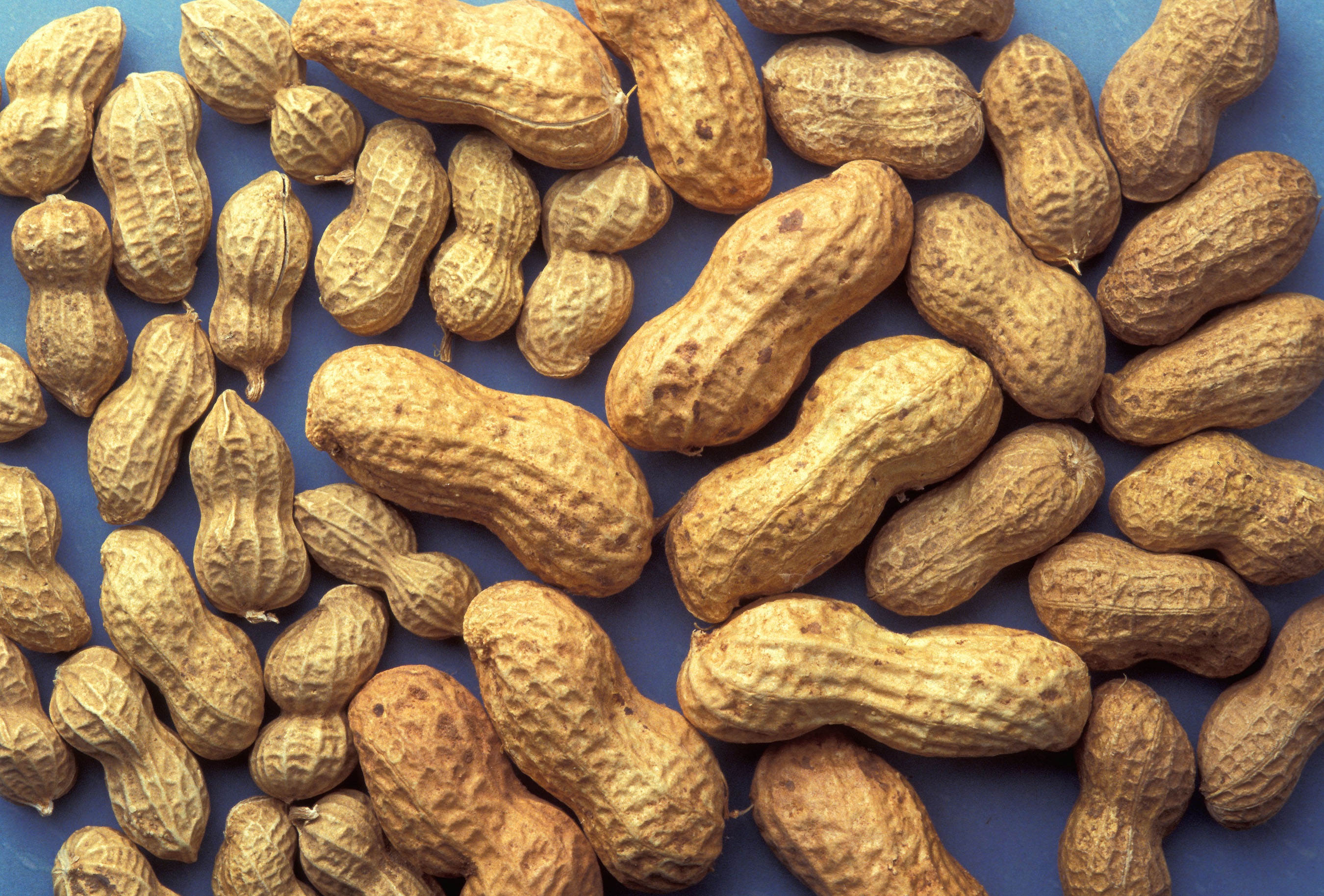Fresh peanuts photo