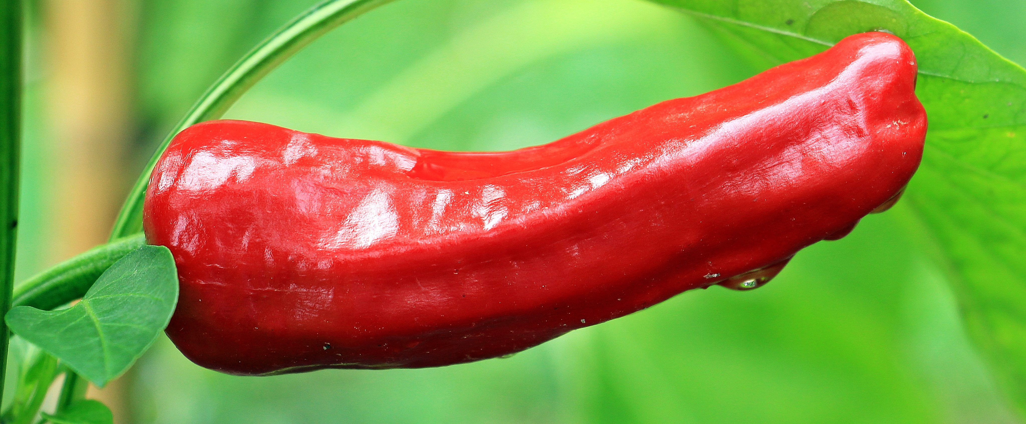 Fresh pepper photo