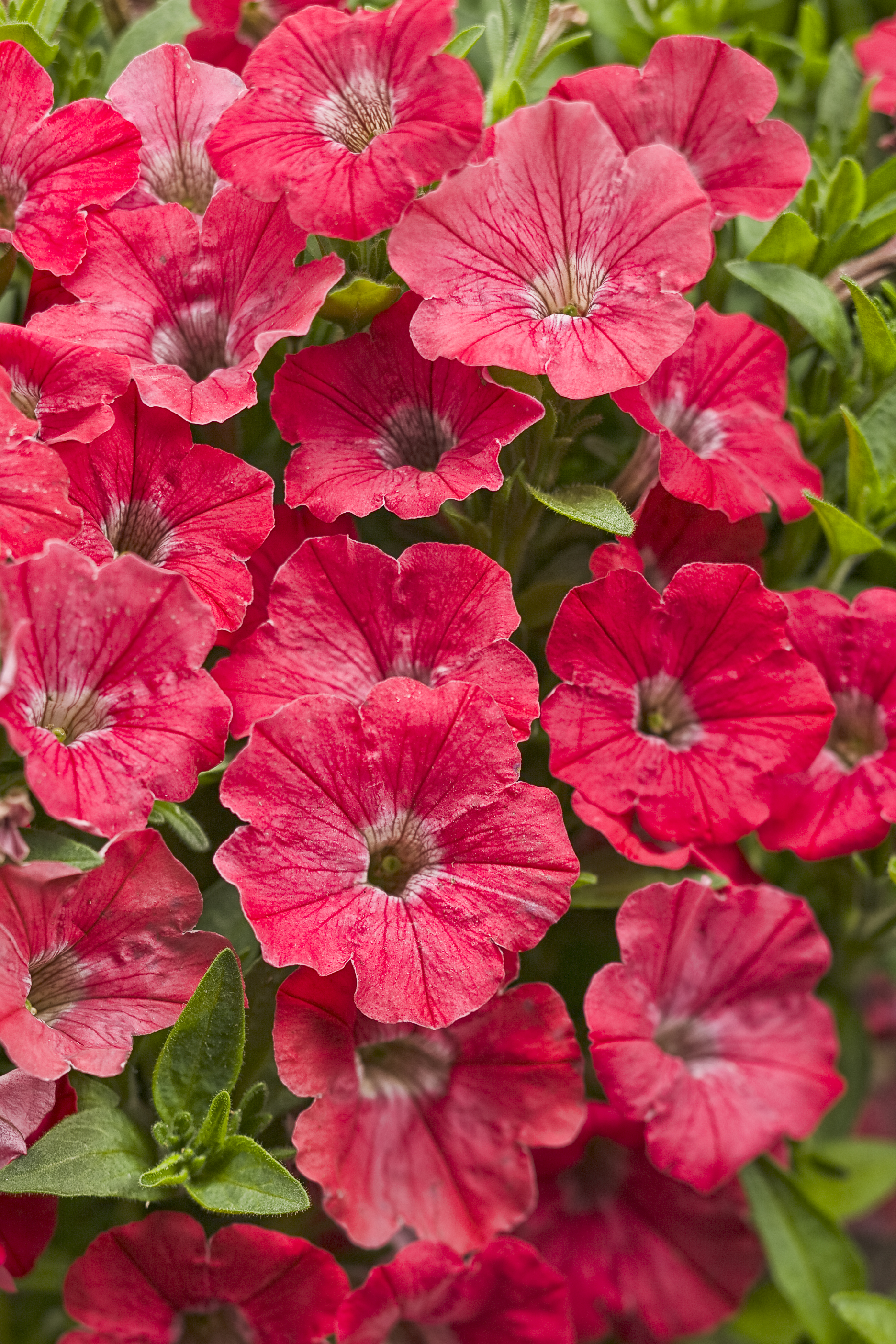 Nothing says 'summer' better than the fresh color of Supertunia ...