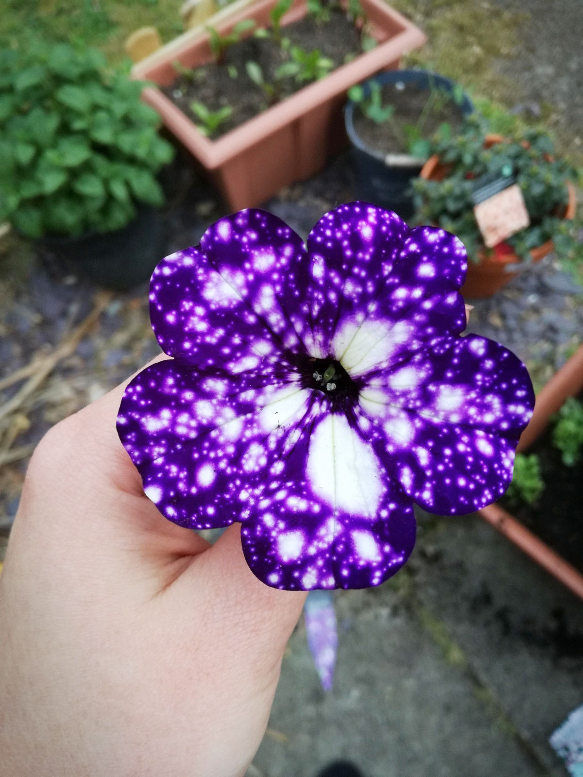 Innovative Cool Product Alert The Petunia Night Sky Plant Decorating ...