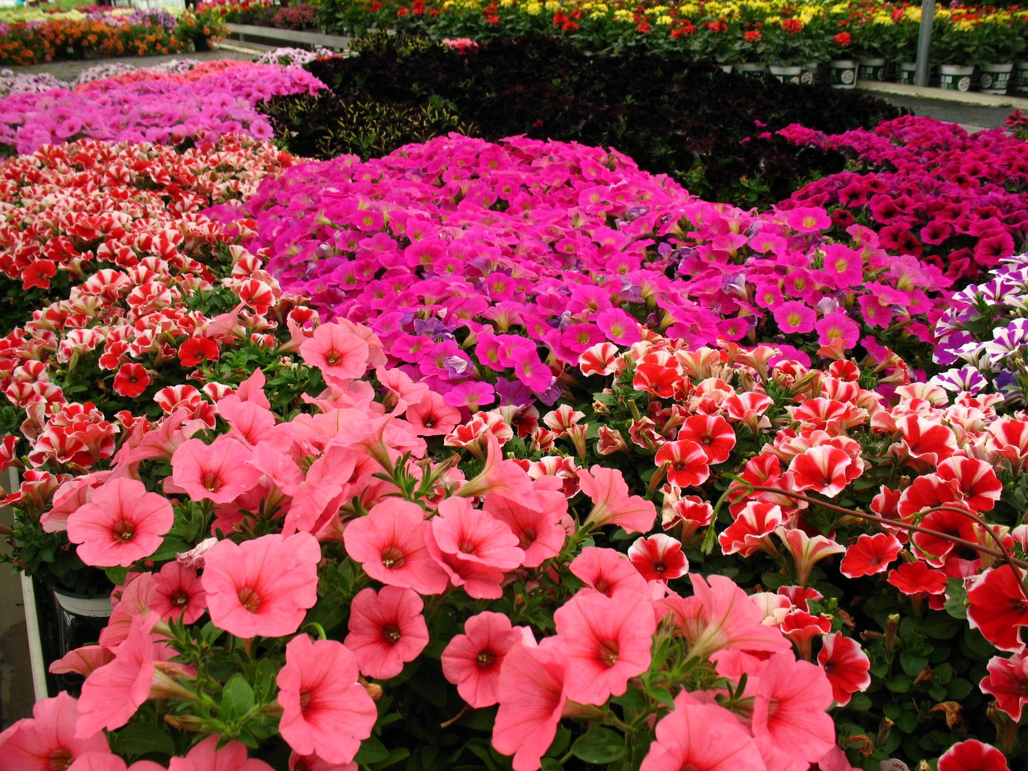 STILL a fresh assortment of our Hybrid Petunia... | 2015 What's ...