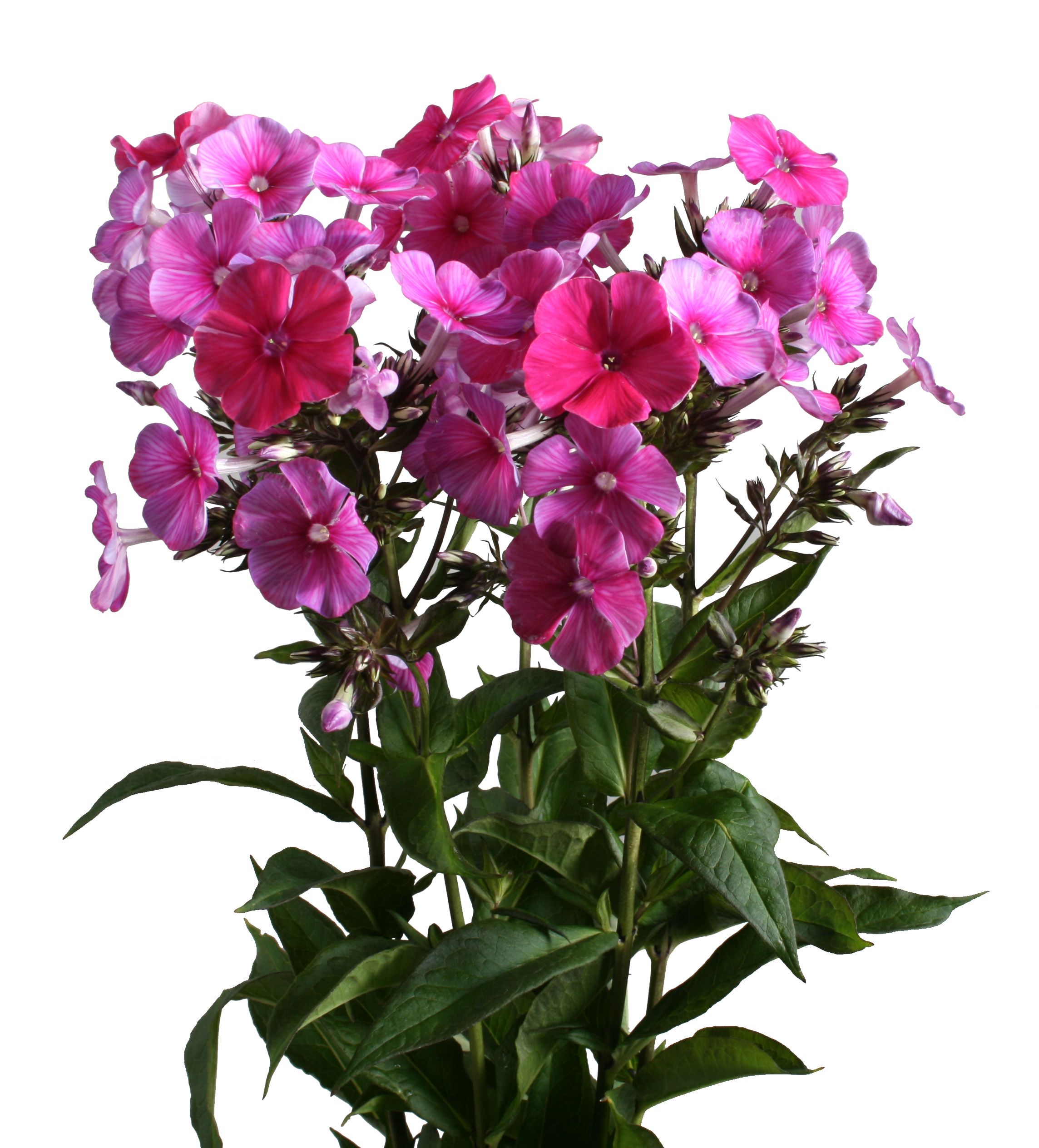Phlox dark pink | G-Fresh grower Hogenboom Phloxen | Pinterest