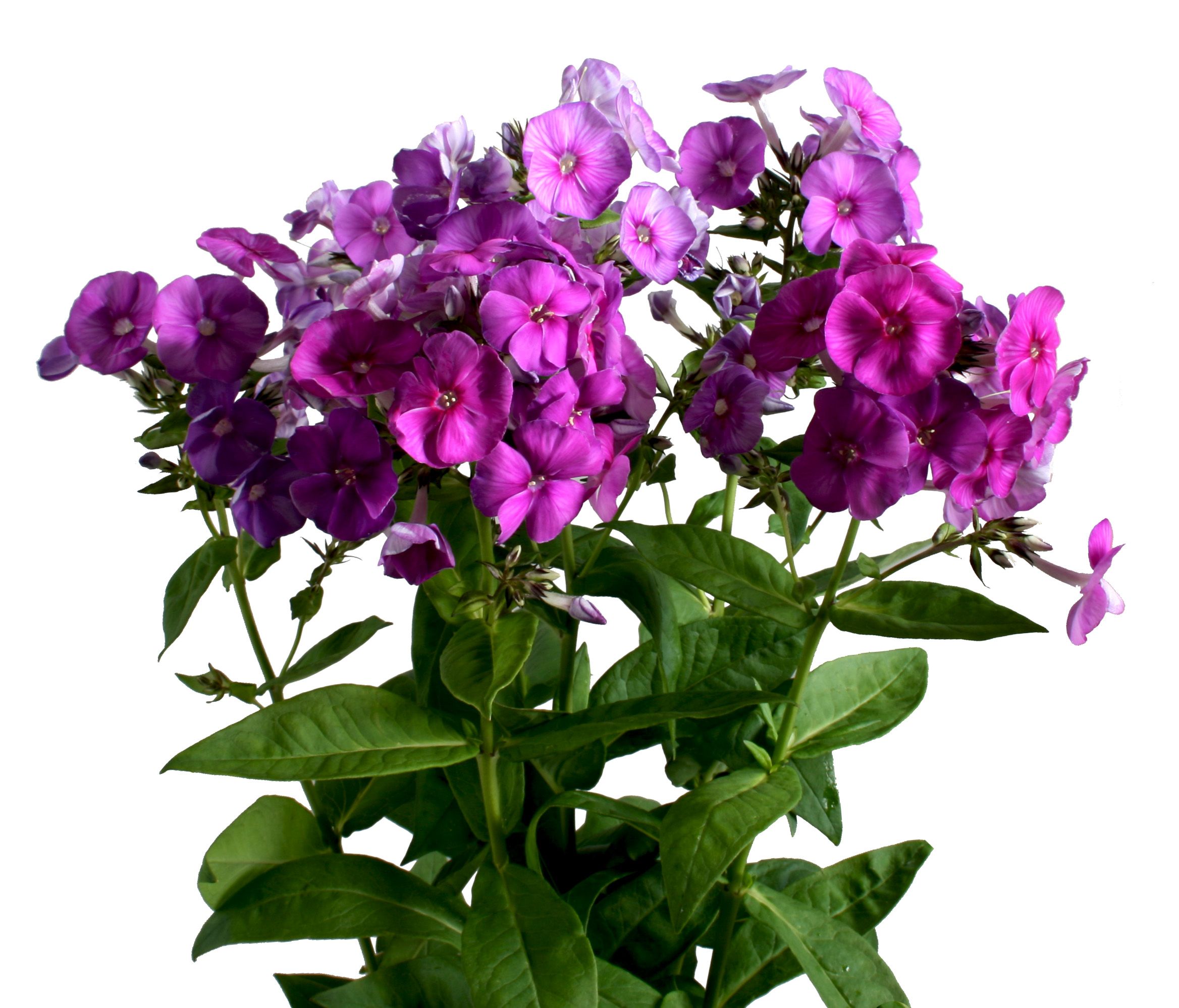 Phlox purple | G-Fresh grower Hogenboom Phloxen | Pinterest