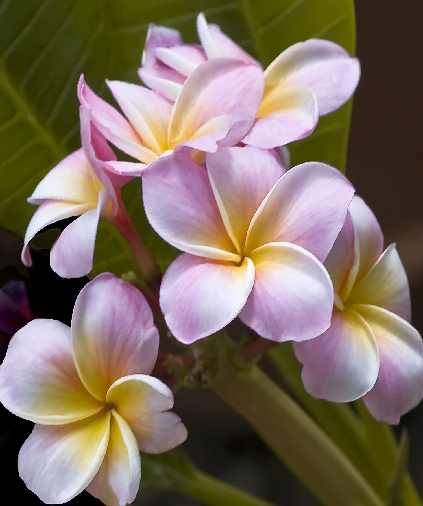 Fresh plumeria in Hawaii smelt so divine. I wish I could bottle the ...